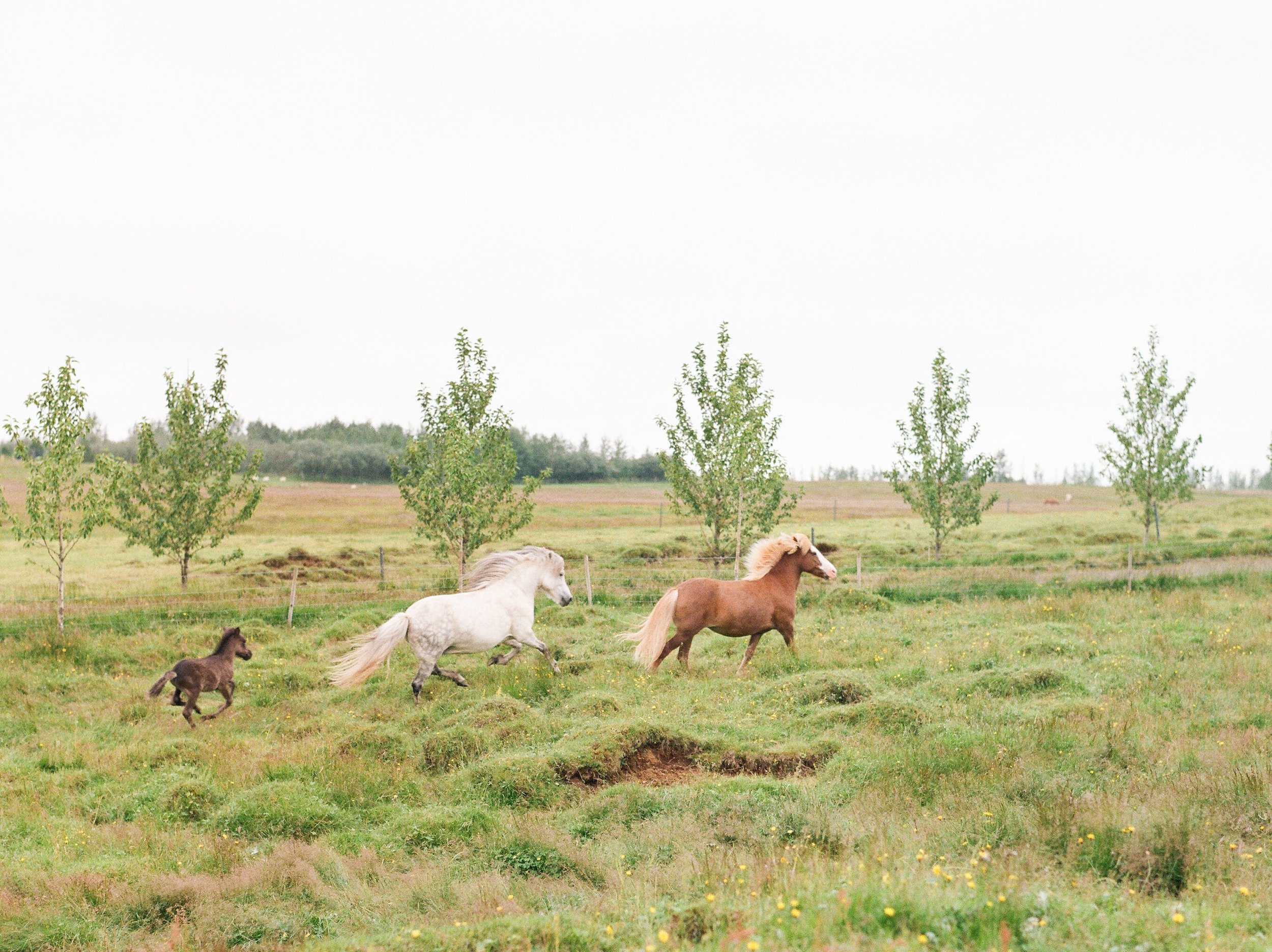 Horses in Iceland by Catherine Taylor now on Cottage Hill20.jpg