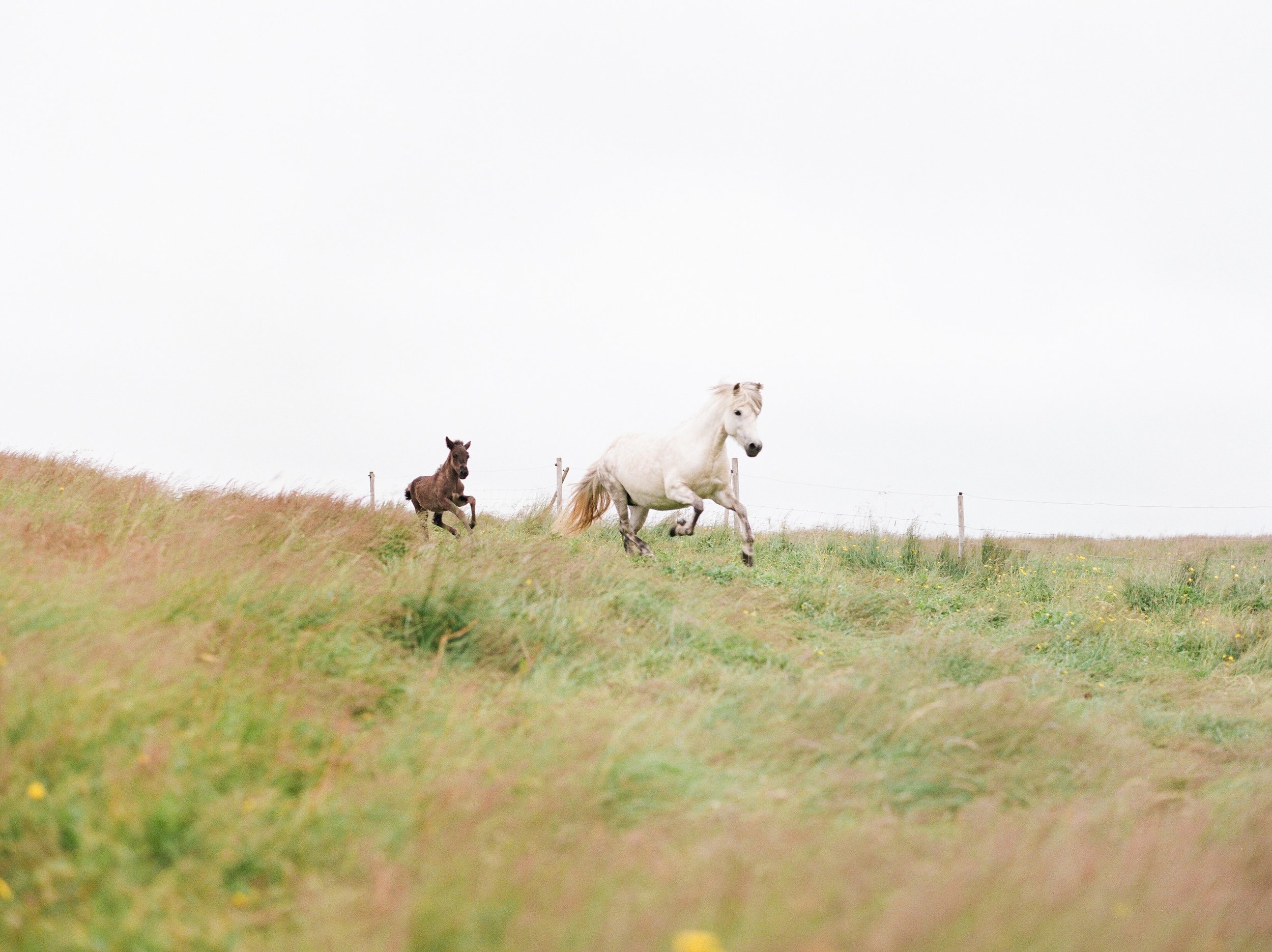 Horses in Iceland by Catherine Taylor now on Cottage Hill22.jpg