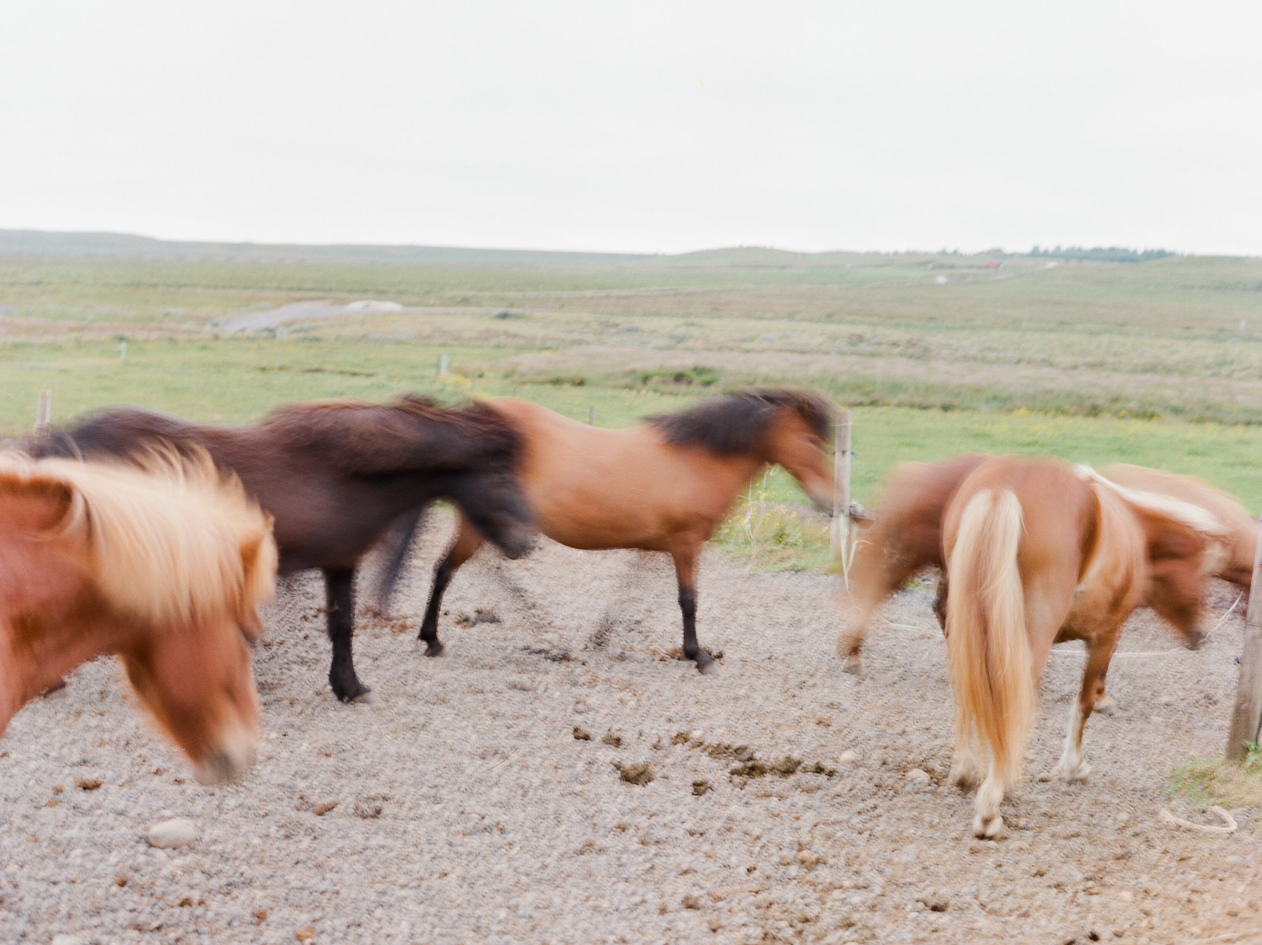 Horses in Iceland by Catherine Taylor now on Cottage Hill23.jpg