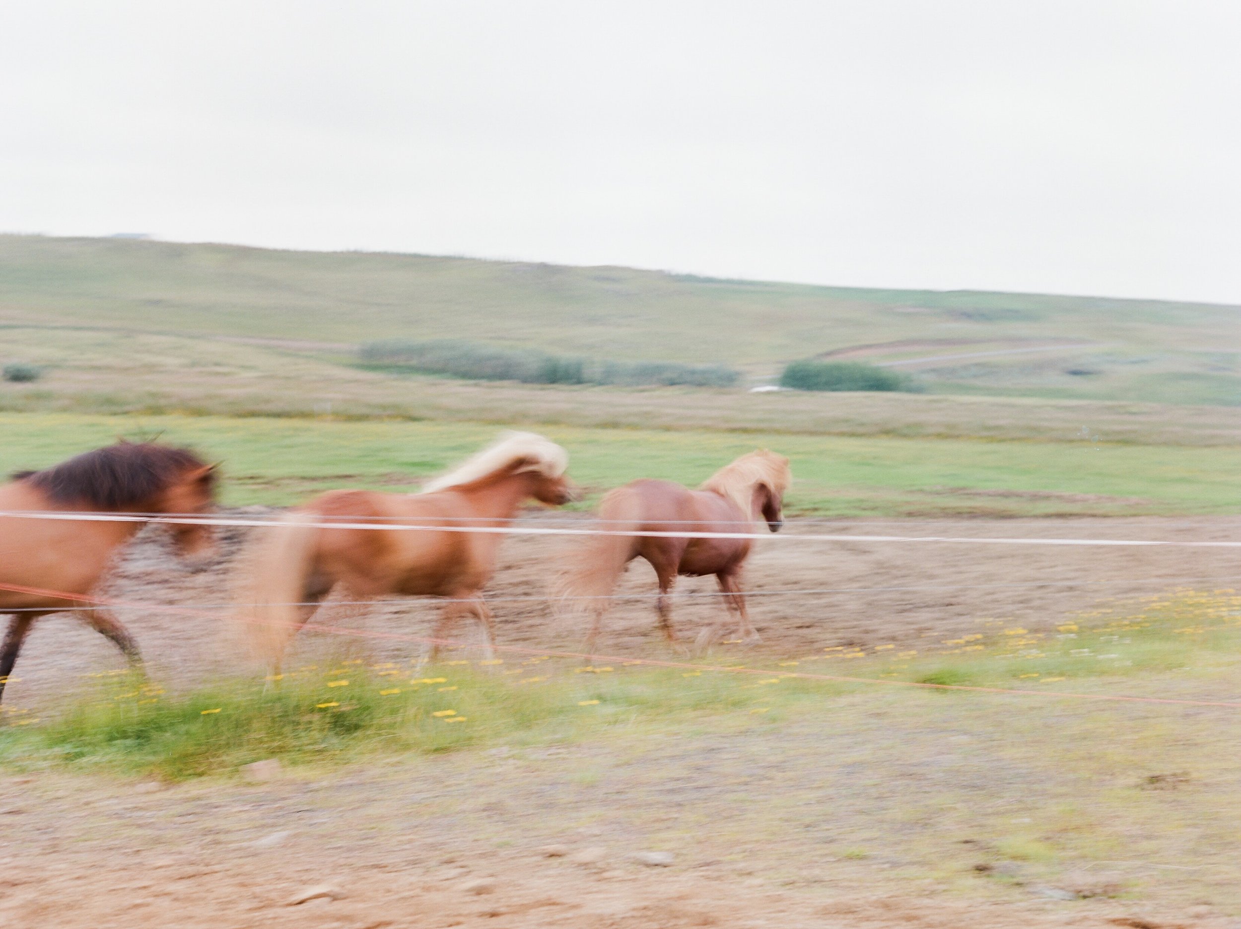 Horses in Iceland by Catherine Taylor now on Cottage Hill24.jpg