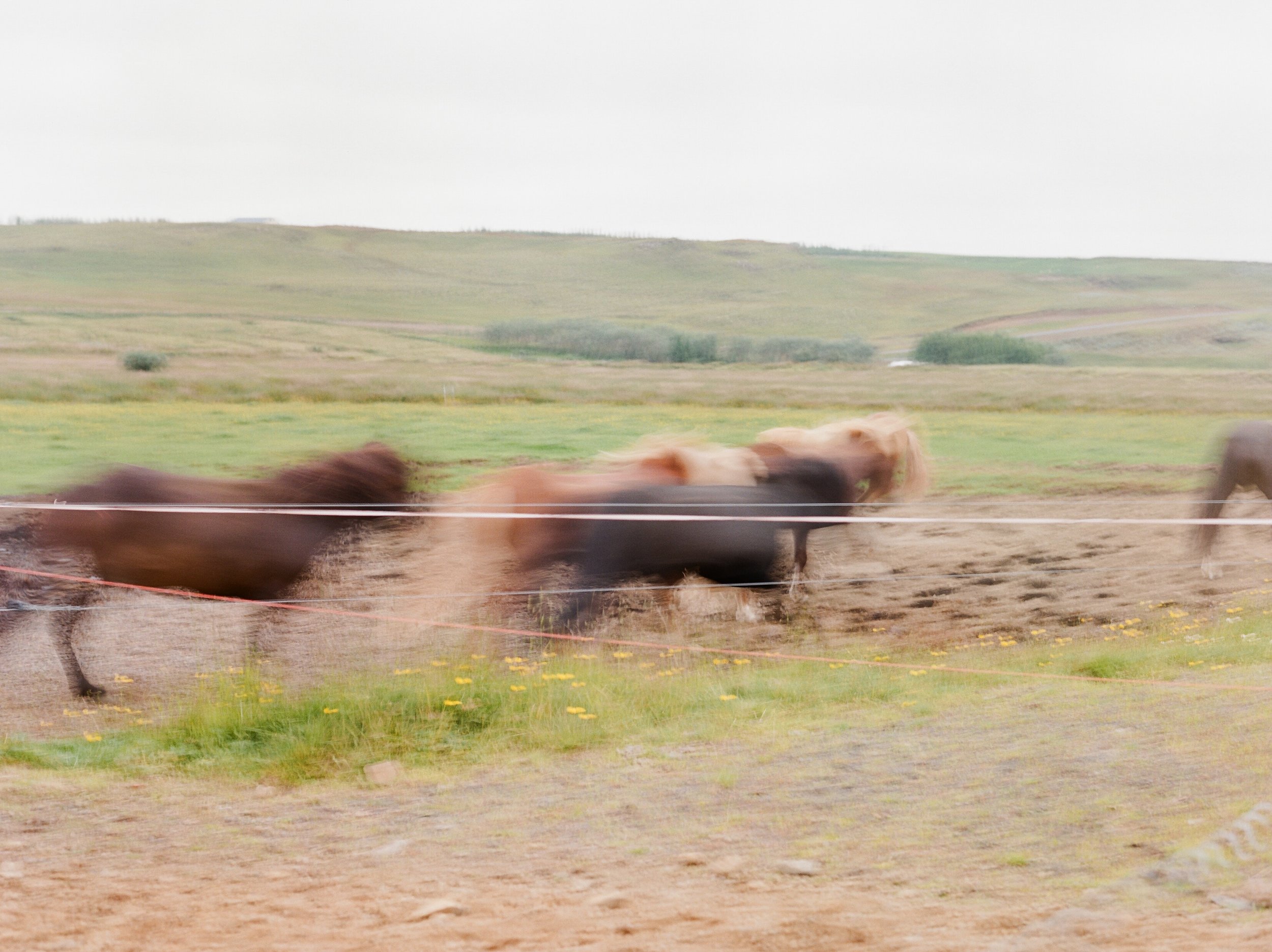 Horses in Iceland by Catherine Taylor now on Cottage Hill25.jpg