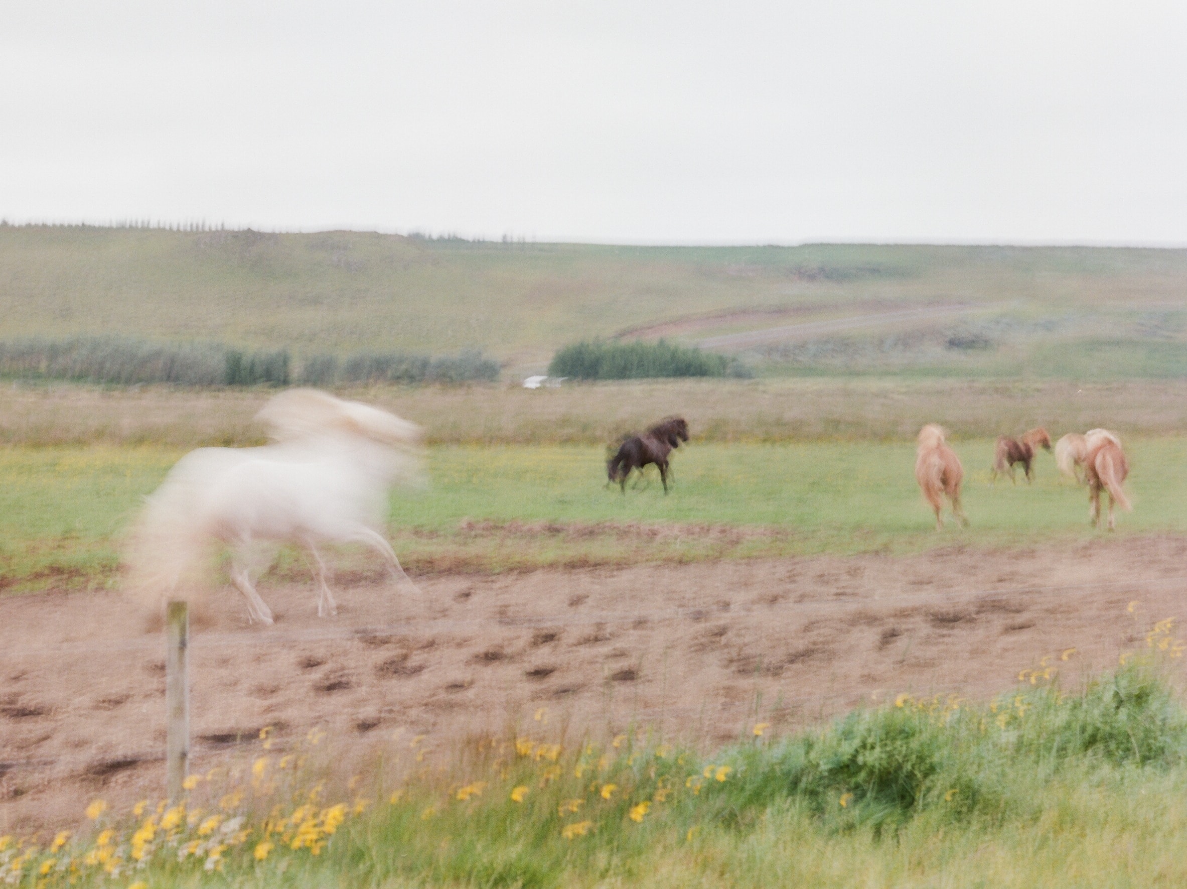 Horses in Iceland by Catherine Taylor now on Cottage Hill26.jpg