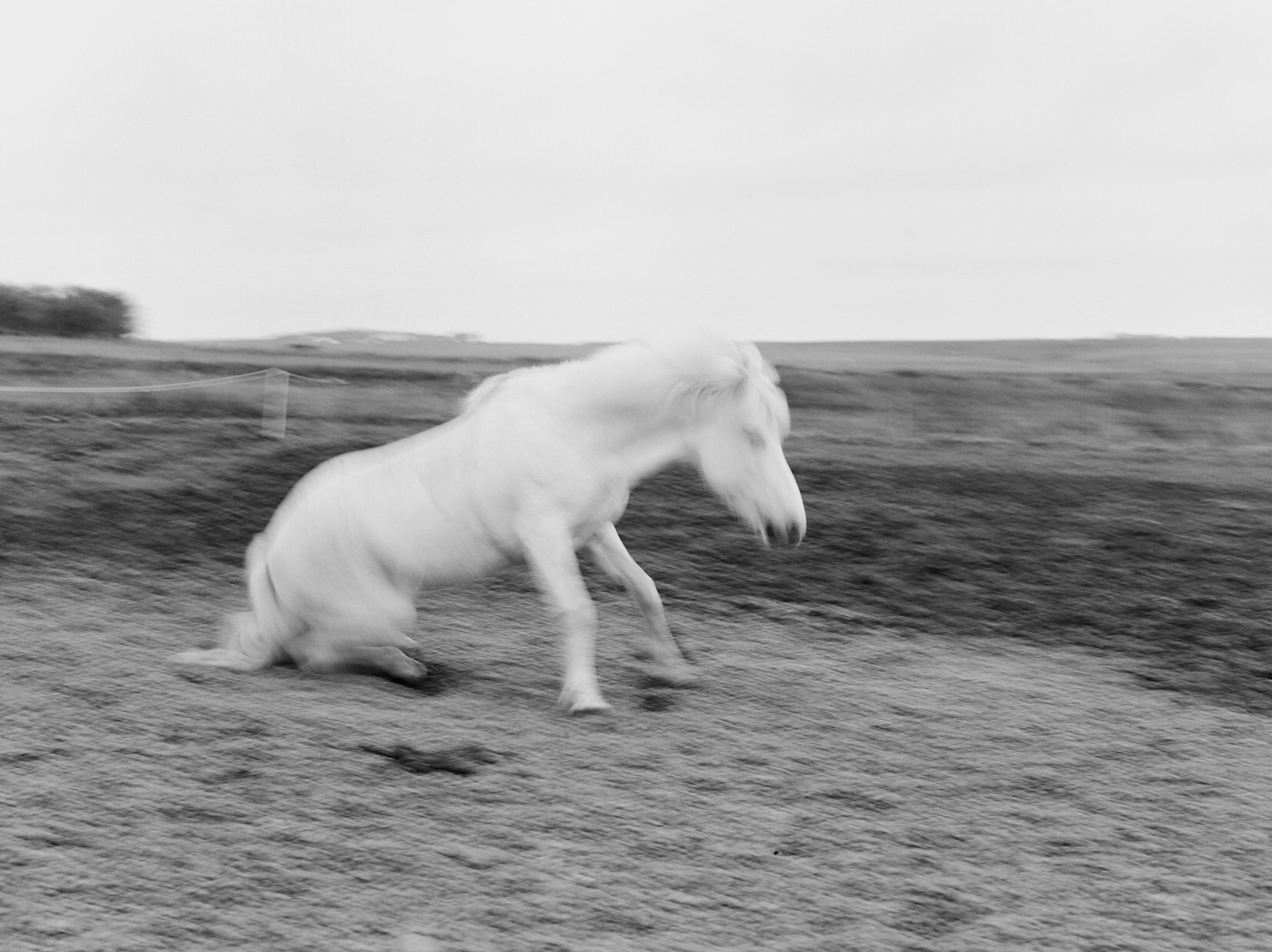 Horses in Iceland by Catherine Taylor now on Cottage Hill27.jpg