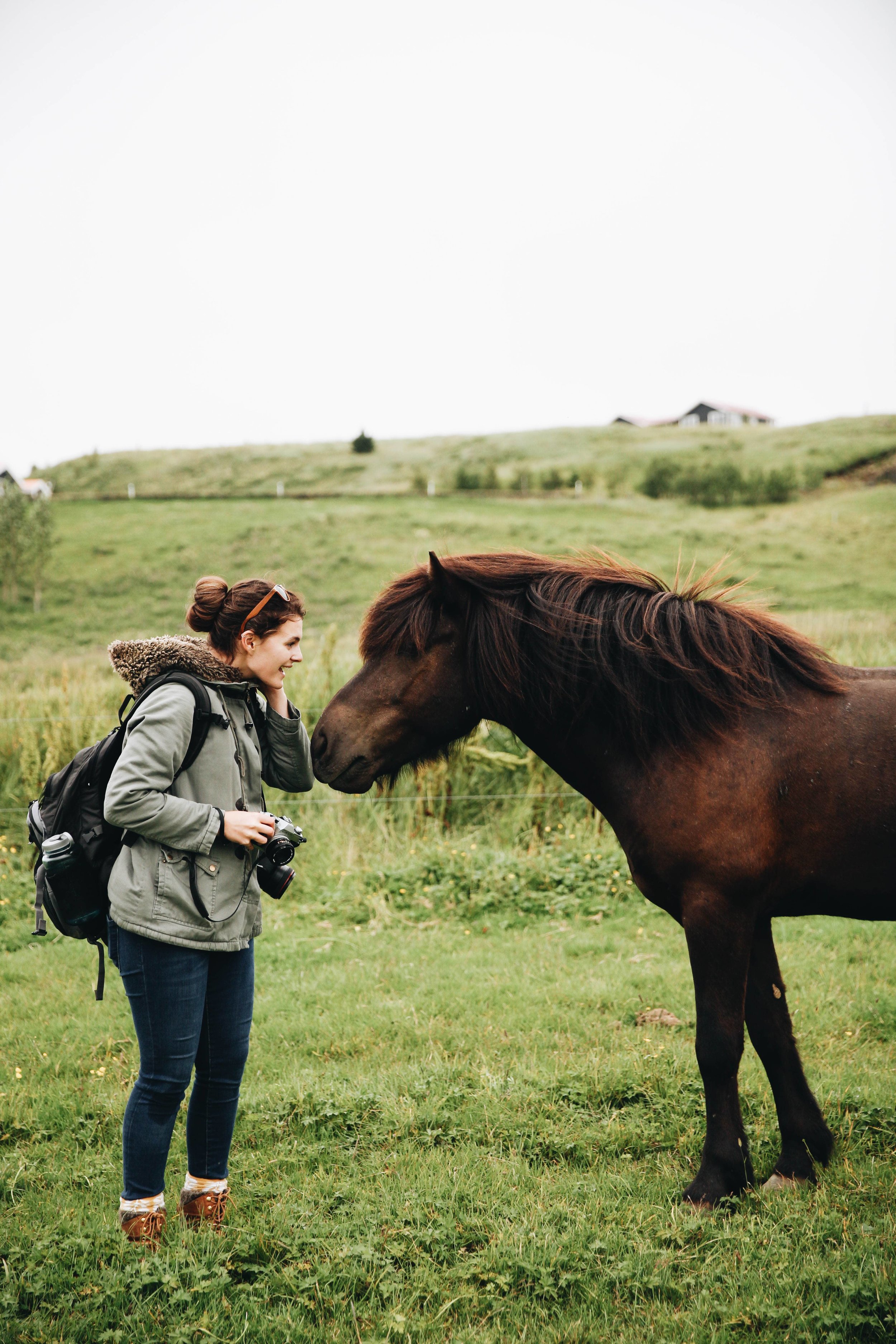 Horses in Iceland by Jessie Watts now on Cottage Hill1.jpg