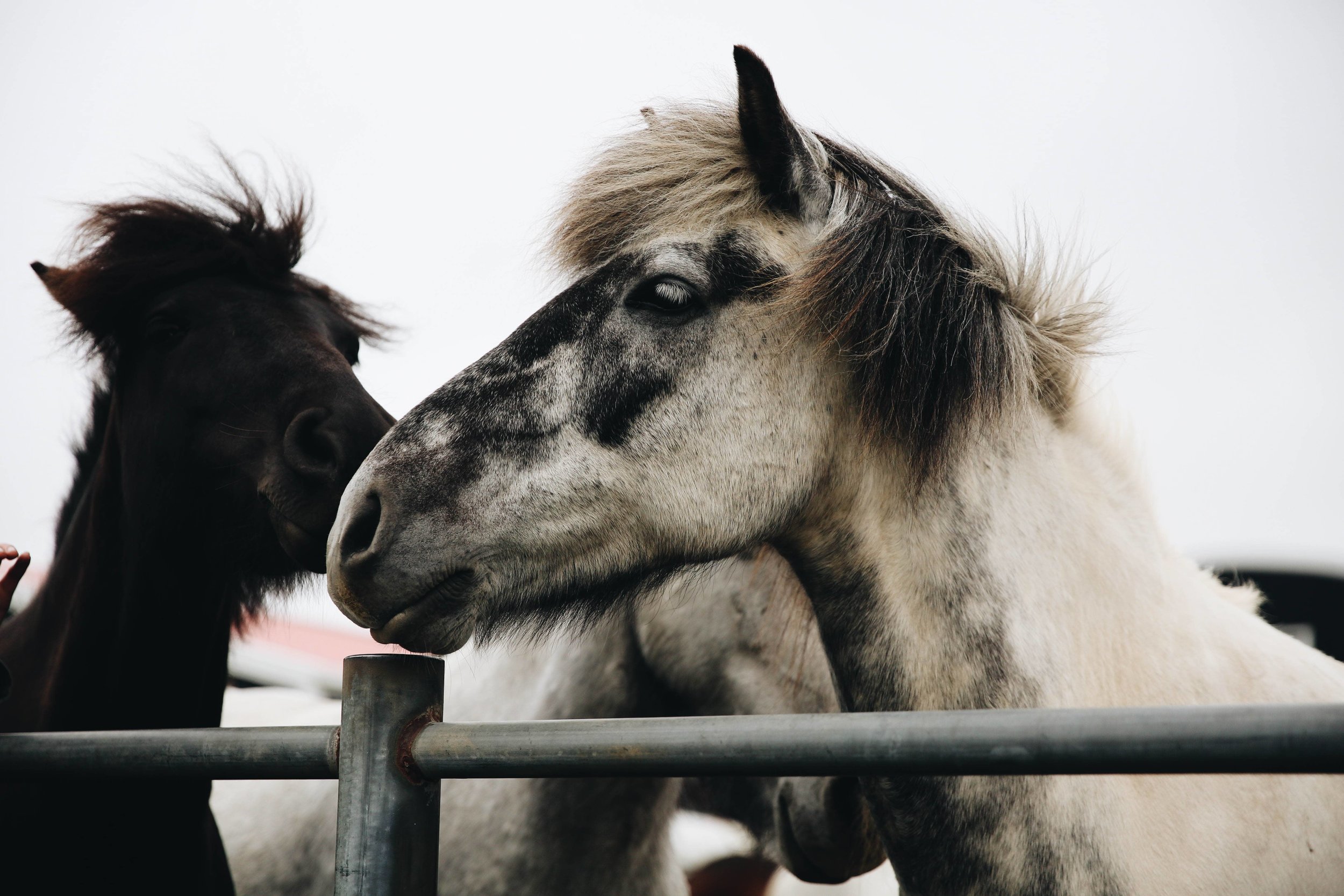 Horses in Iceland by Jessie Watts now on Cottage Hill6.jpg