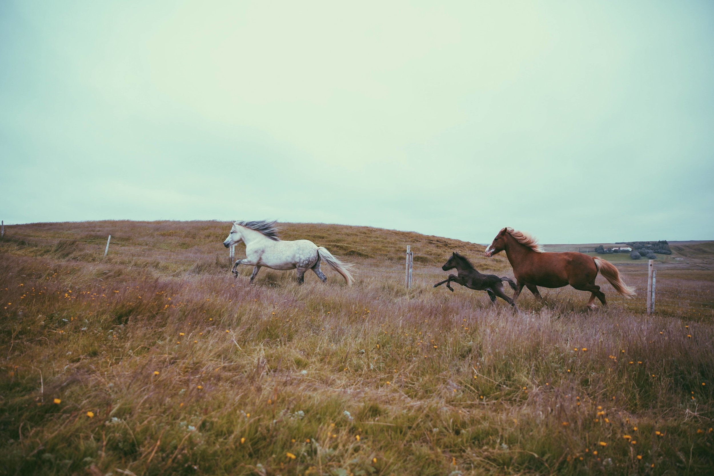 Horses in Iceland by Jessie Watts now on Cottage Hill8.jpg