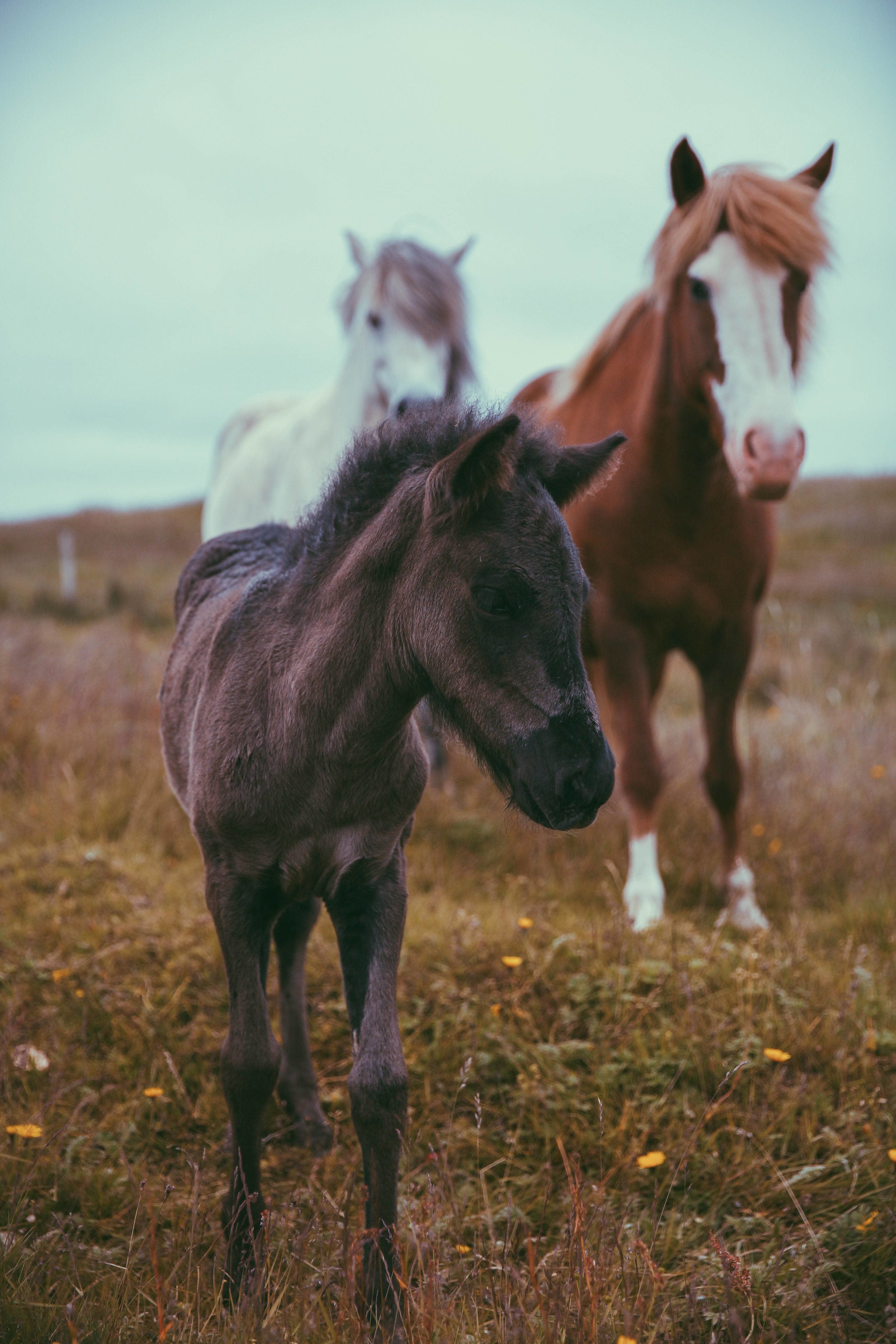 Horses in Iceland by Jessie Watts now on Cottage Hill10.jpg