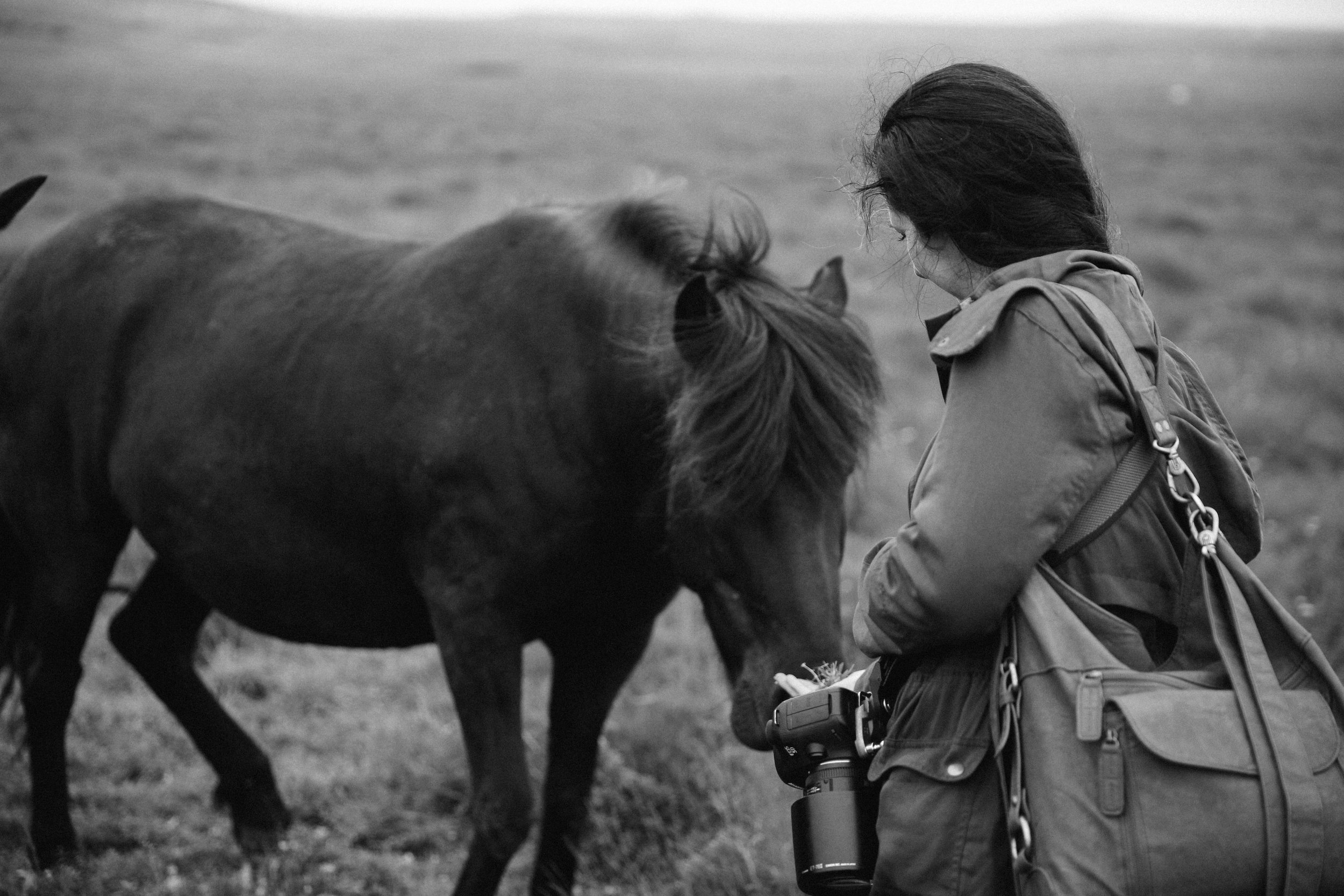 Horses in Iceland by Jessie Watts now on Cottage Hill13.jpg