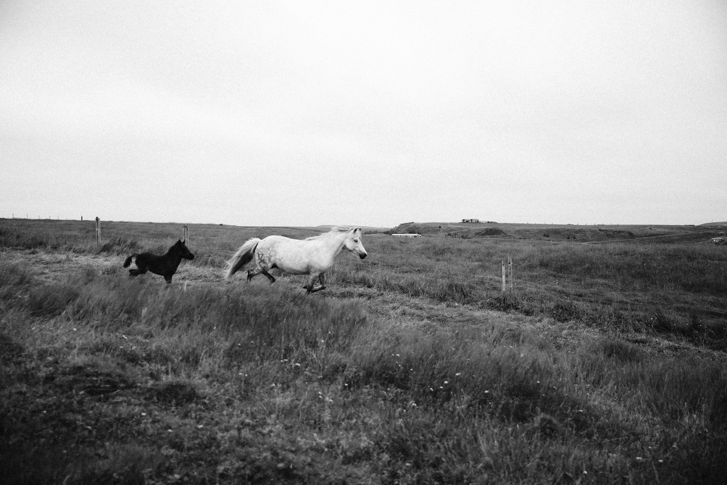 Horses in Iceland by Jessie Watts now on Cottage Hill12.jpg