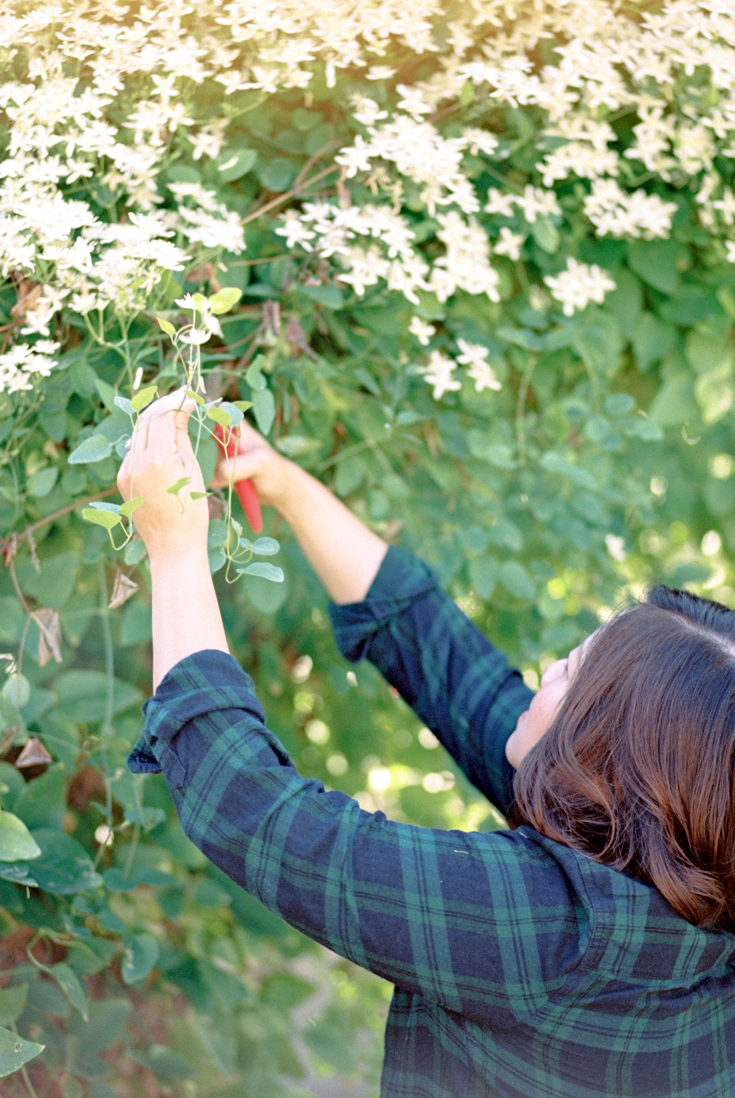 Creating a Cutting Garden on cottagehill.co11.jpg