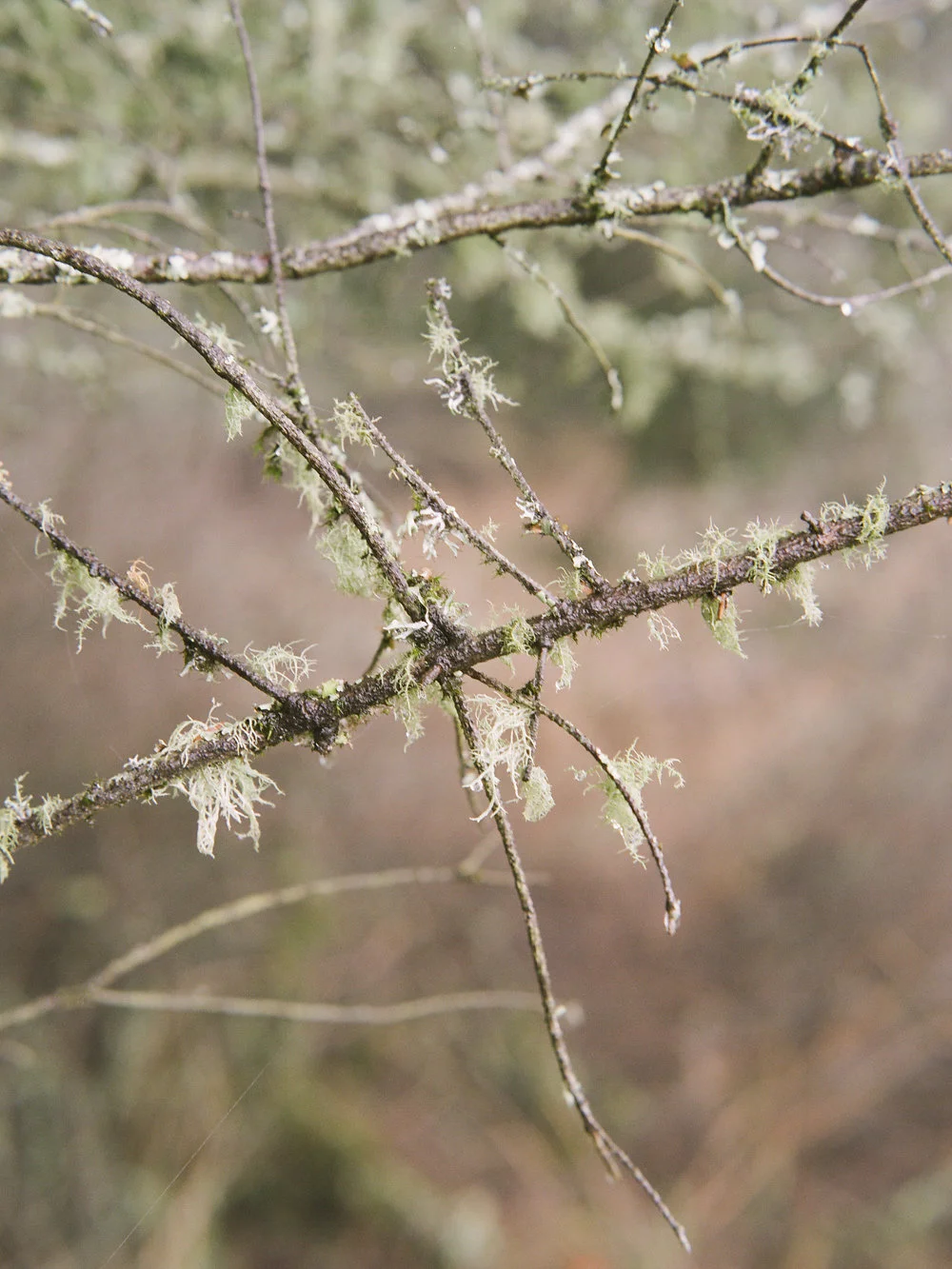Winter in California on Cottage Hill | cottagehill.co24.jpg