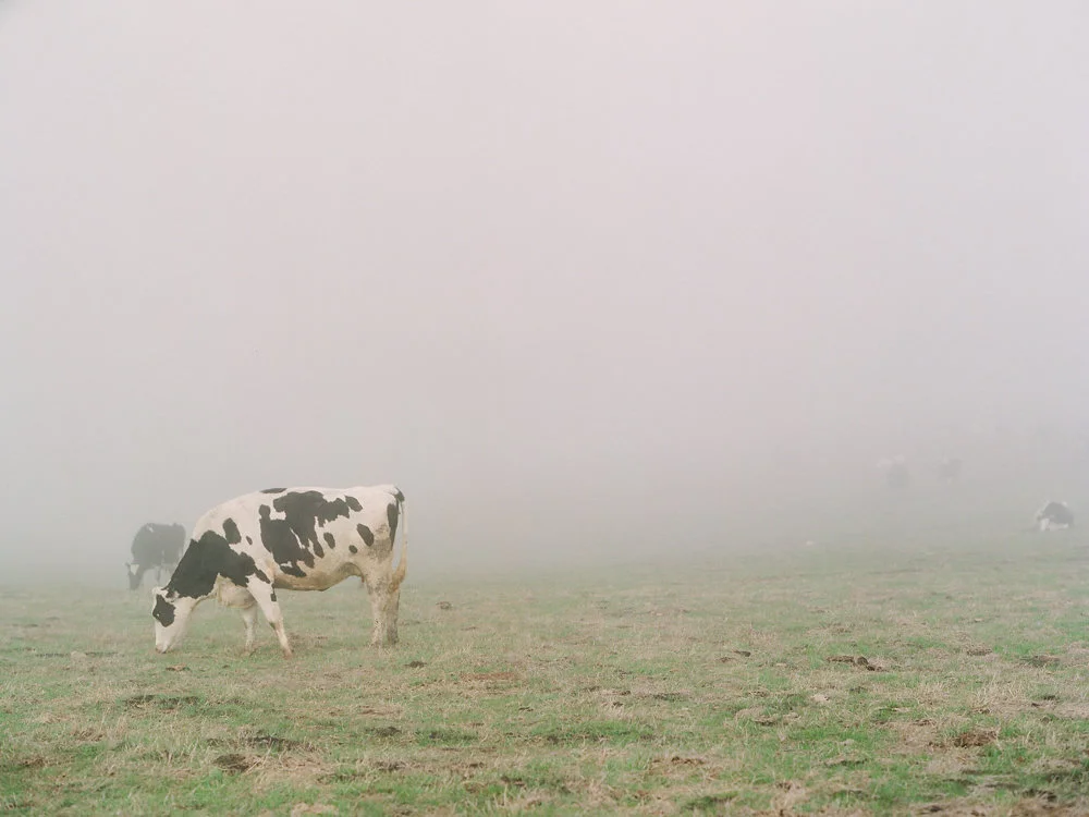 Winter in California on Cottage Hill | cottagehill.co20.jpg