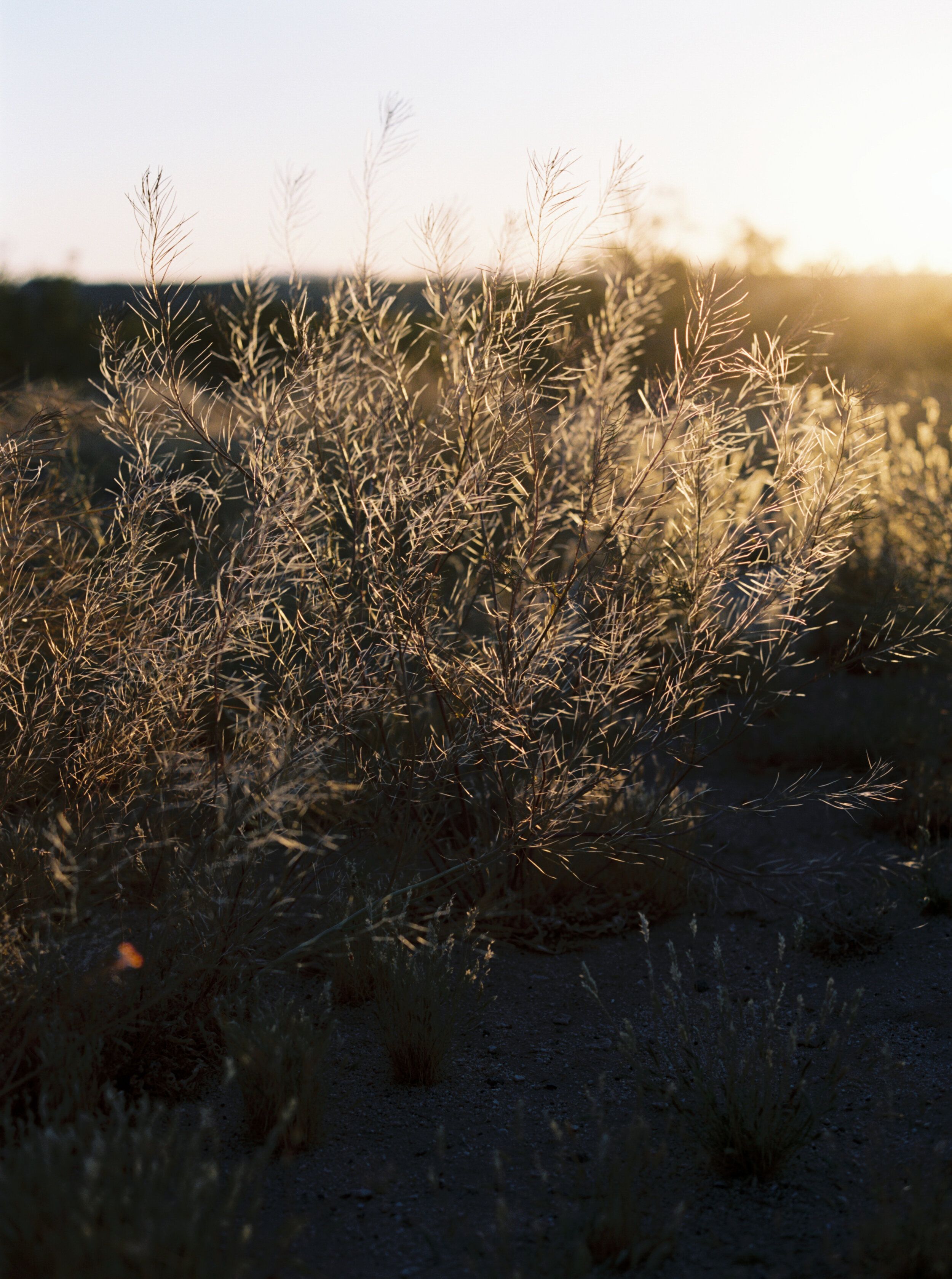 Taylor&Porter_JoshuaTree_013.jpg