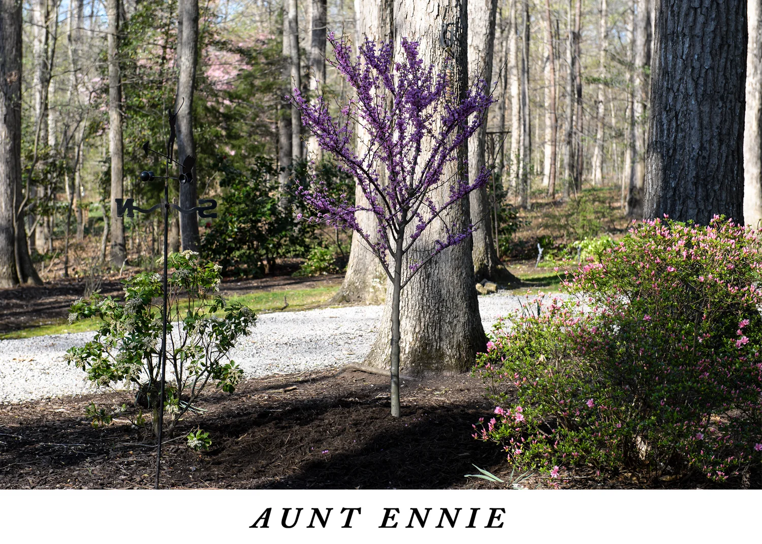 Ace of Hearts Redbud