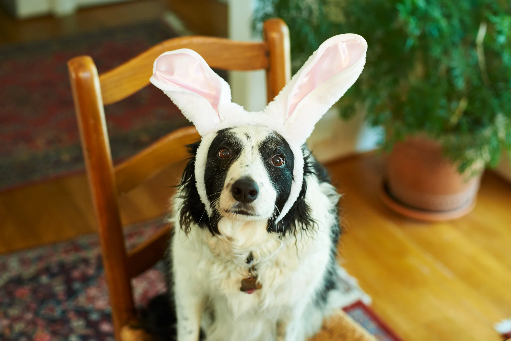 Her real ears are much funnier