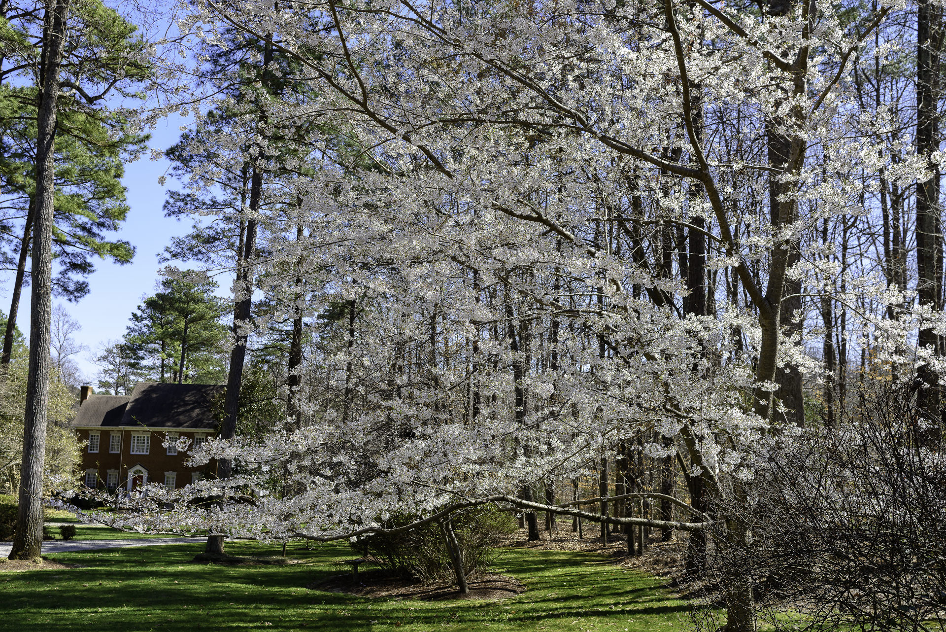 Cherry blossoms mark the coming of Spring!