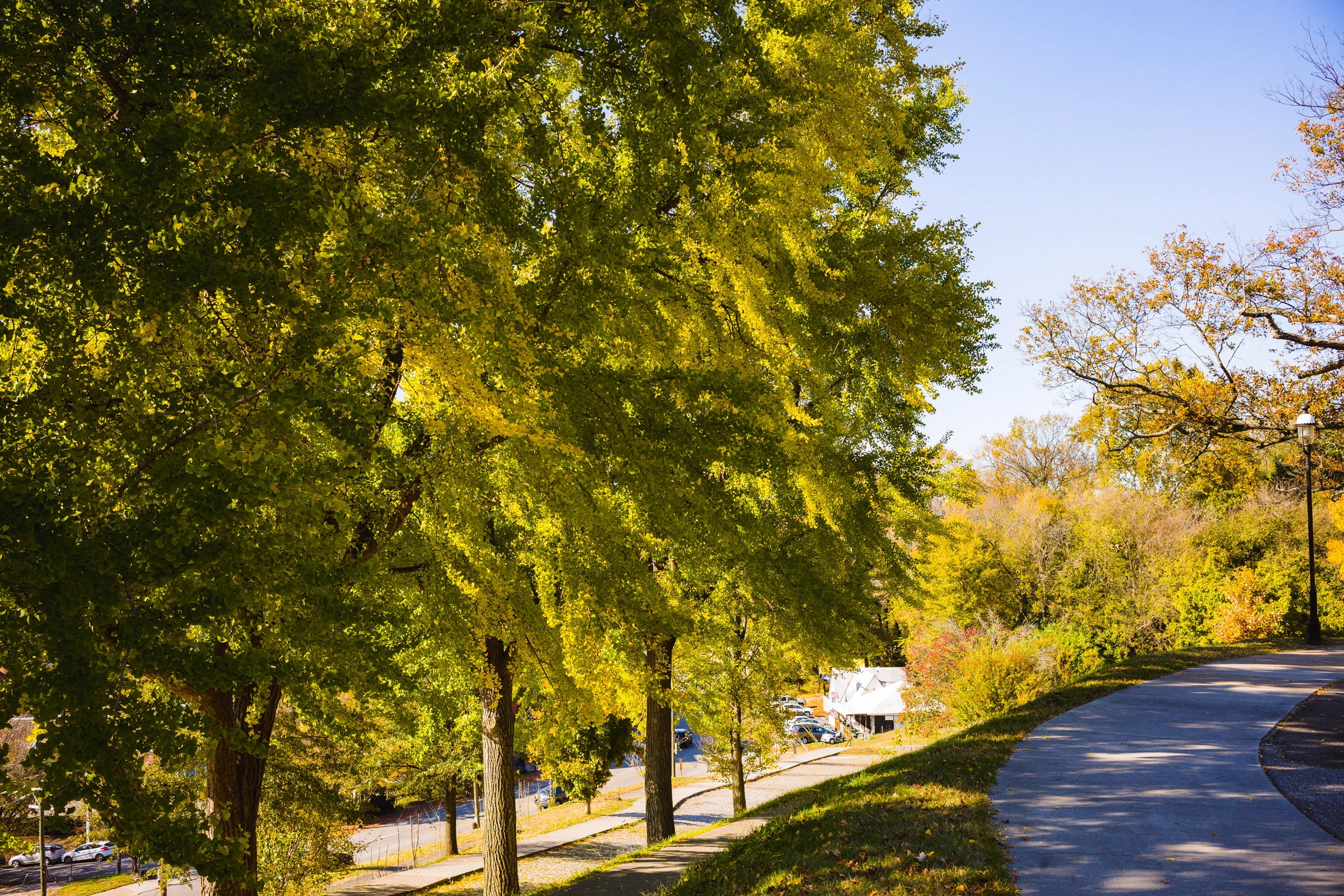 Too soon for the leaves to fall