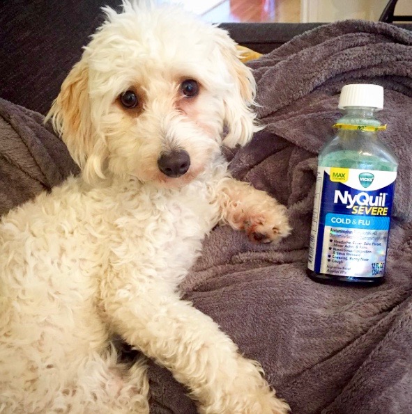 “I’m not a doctor, but I have a white coat" - Mochi
