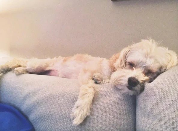" #2BLESSED2BSTRESSED" - Oreo