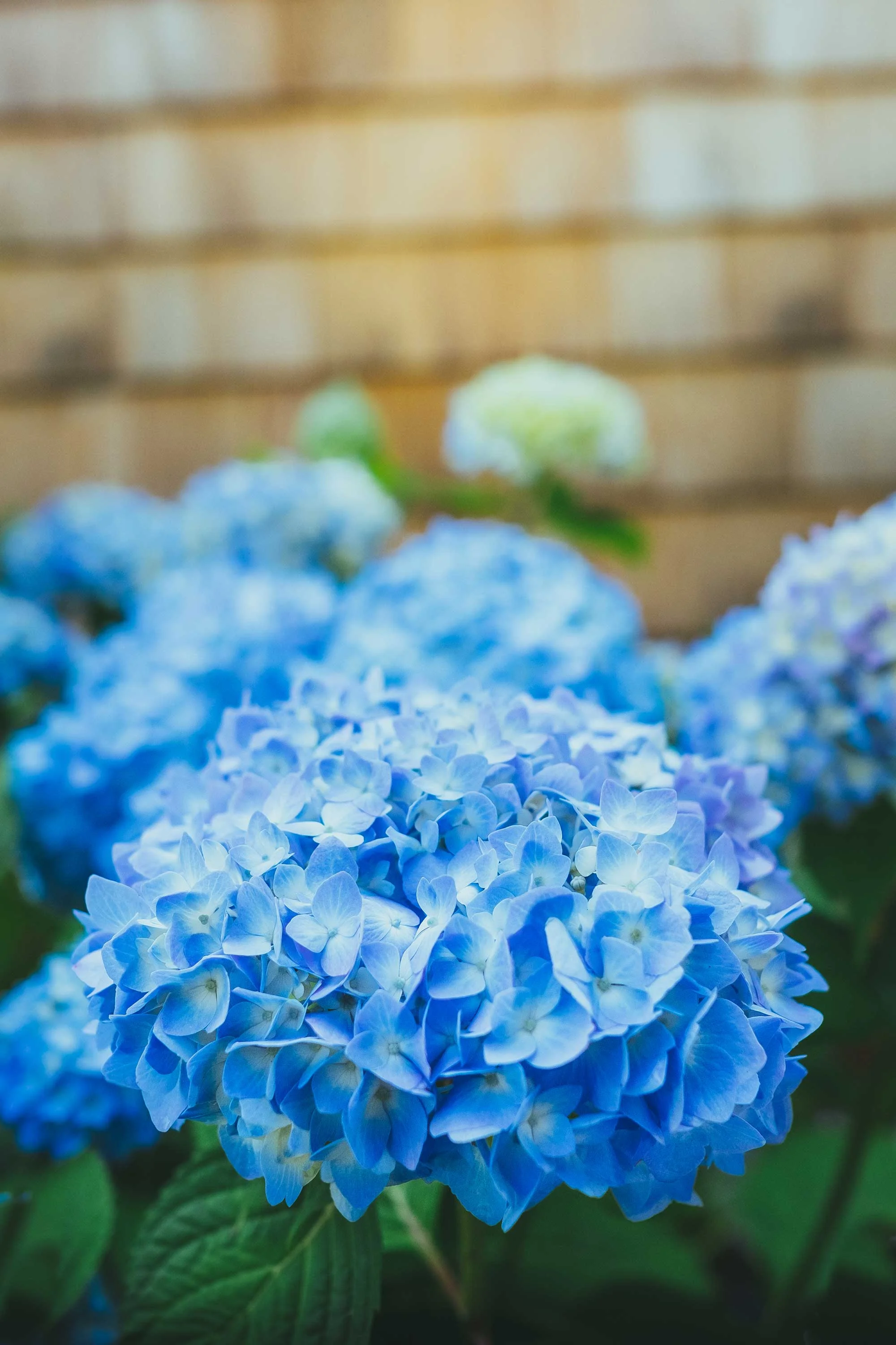 Hydrangea.jpg