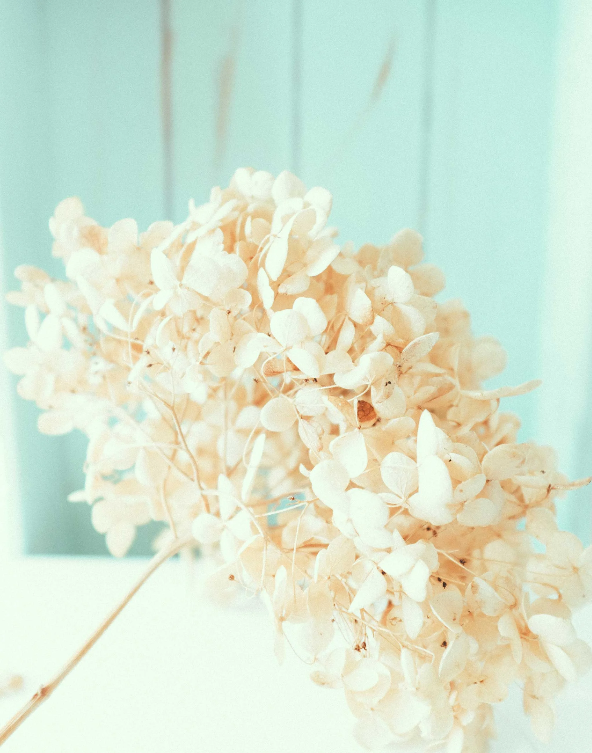 Blue+Hydrangea.jpg