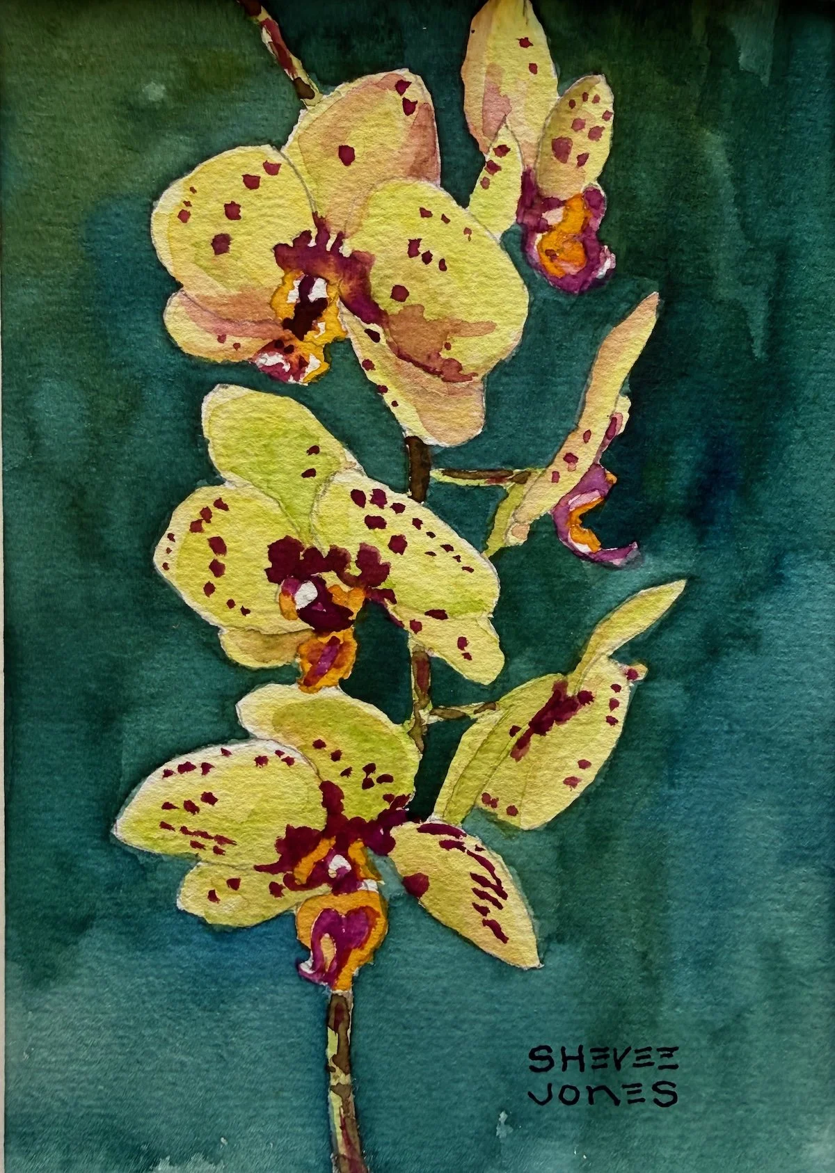 Purto Vallarta Botanical Garden Orchid