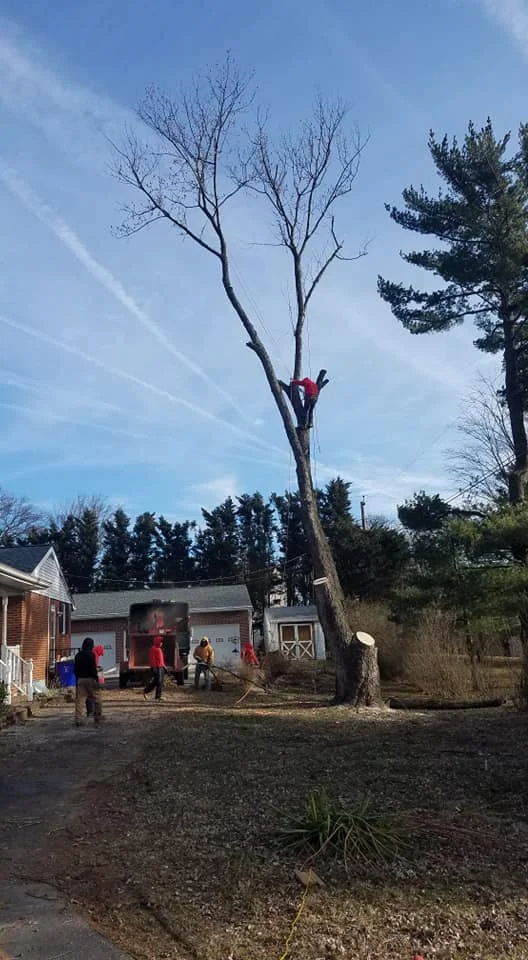 Testimonials — AmeriTree Experts