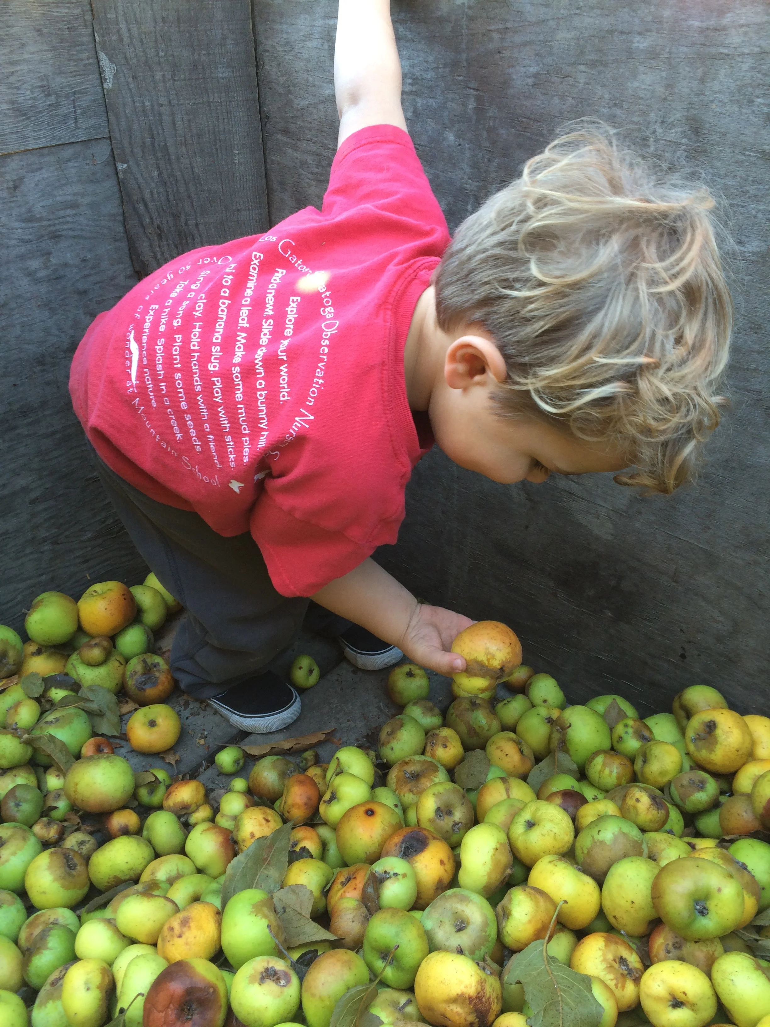 Grading apples in the orchard