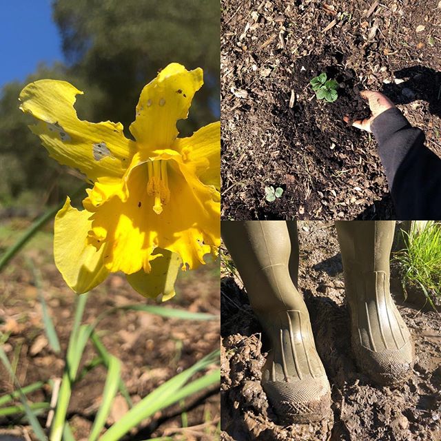 The slugs must have been breeding in this weather.  A few handfuls of coffee grounds sprinkled around will hopefully slow them down.  Perhaps I will throw in a few eggshells after breakfast tomorrow.  #organic #gardening #gardeningtips #coffeegrounds