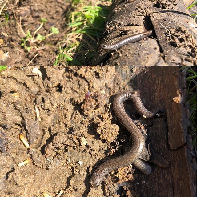 Pound this guy doing a but of pest management for me.  He and his buddies are why decaying logs are a beneficial  part of a healthy forest.  #californianatives  #permaculture #regenerativeagriculture