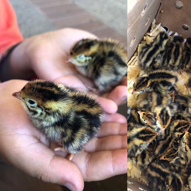 Day old #quail