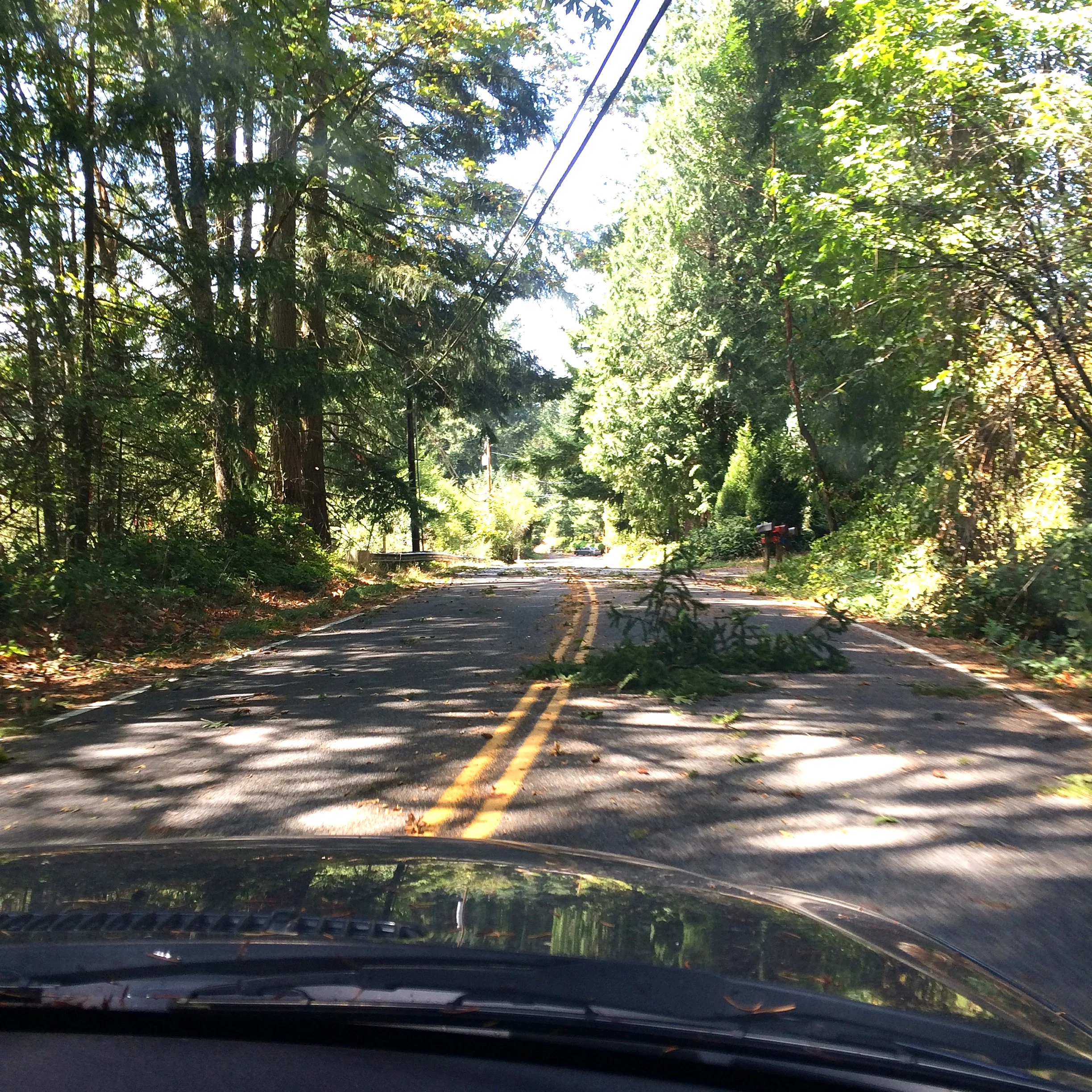 Branches on our path to the post office yesterday. Our power was out until 3:00am.