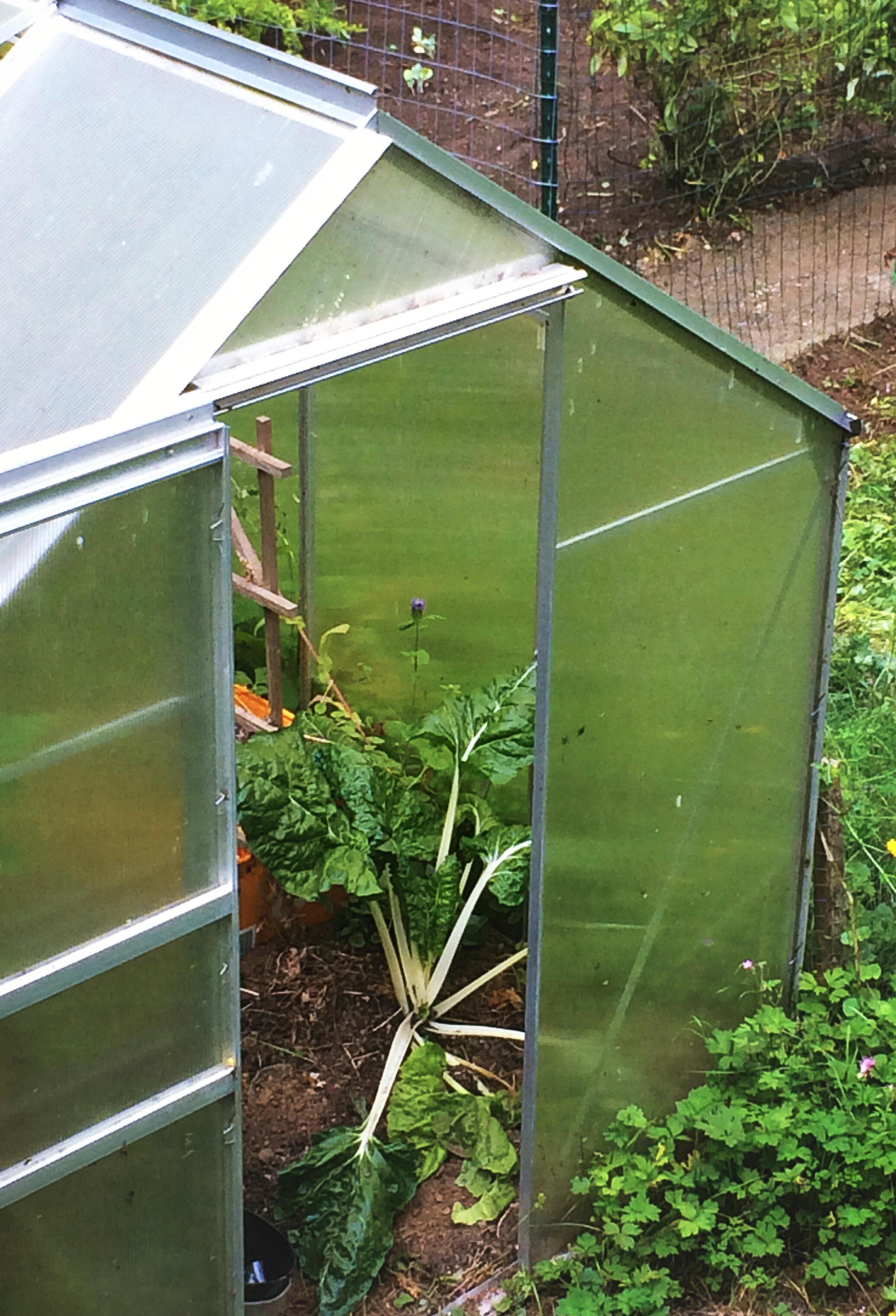 Mega chard in one of our greenhouses.