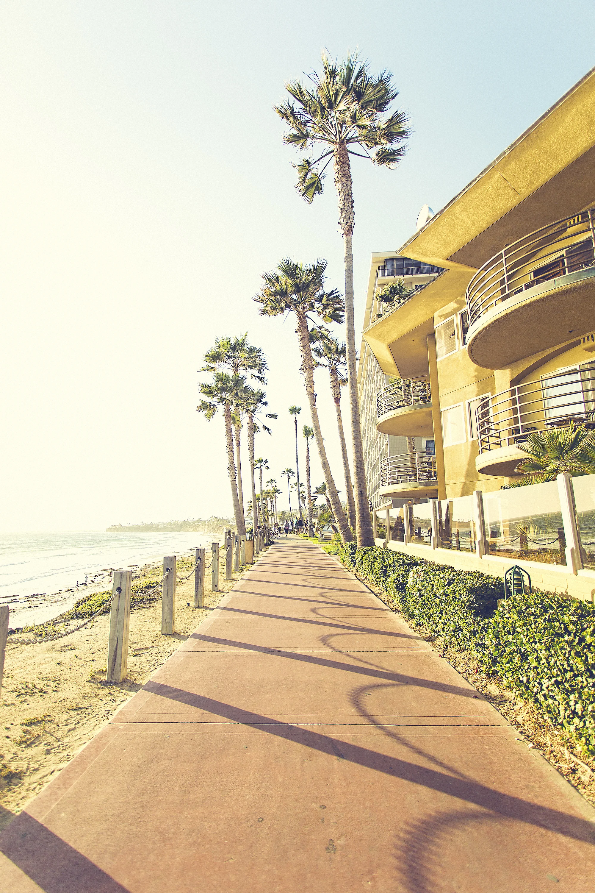 JLRoyal_SanDiego_PacificBeachPalms4.jpg