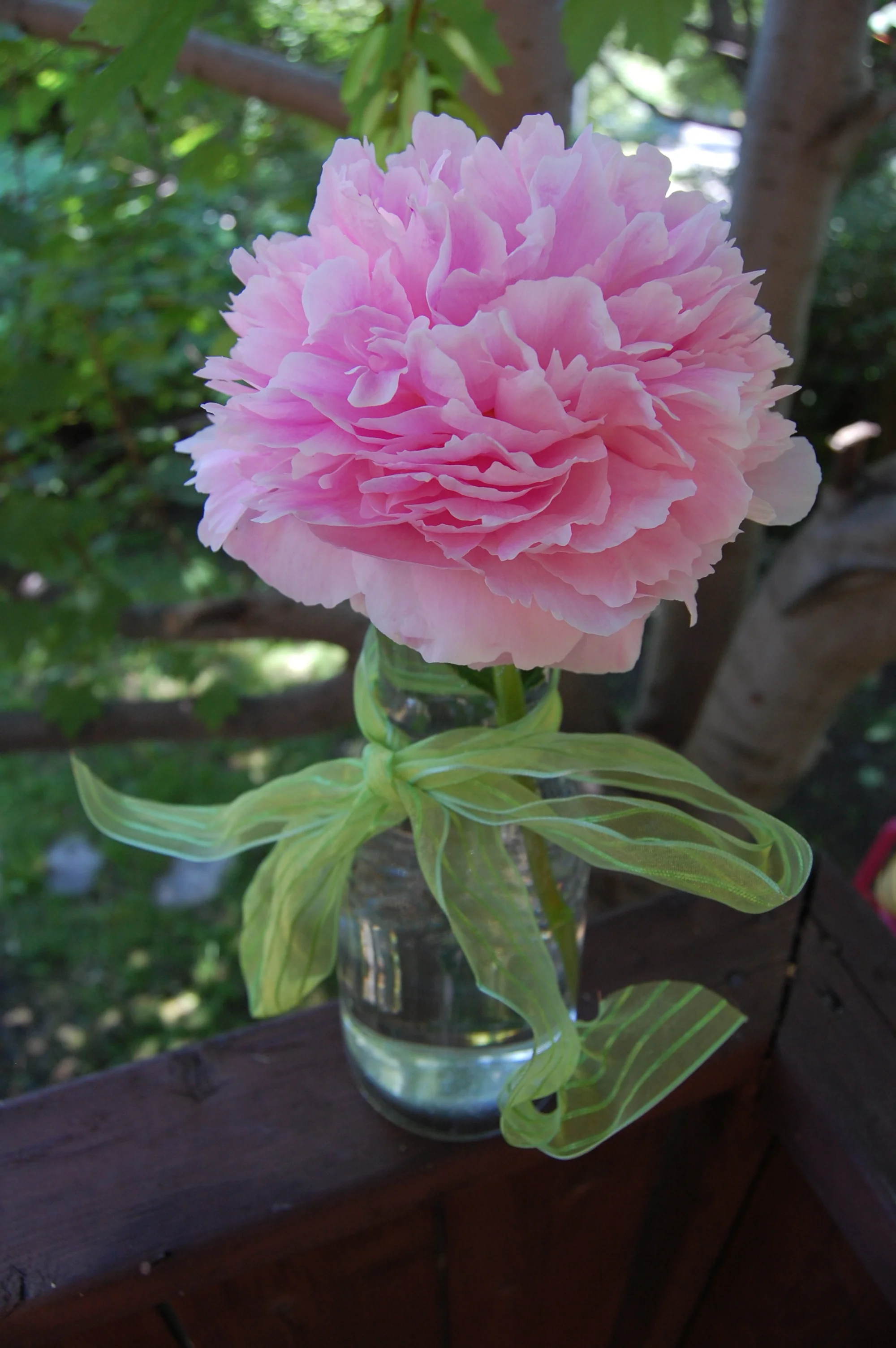 Pink Peony, St. John's, Newfoundland