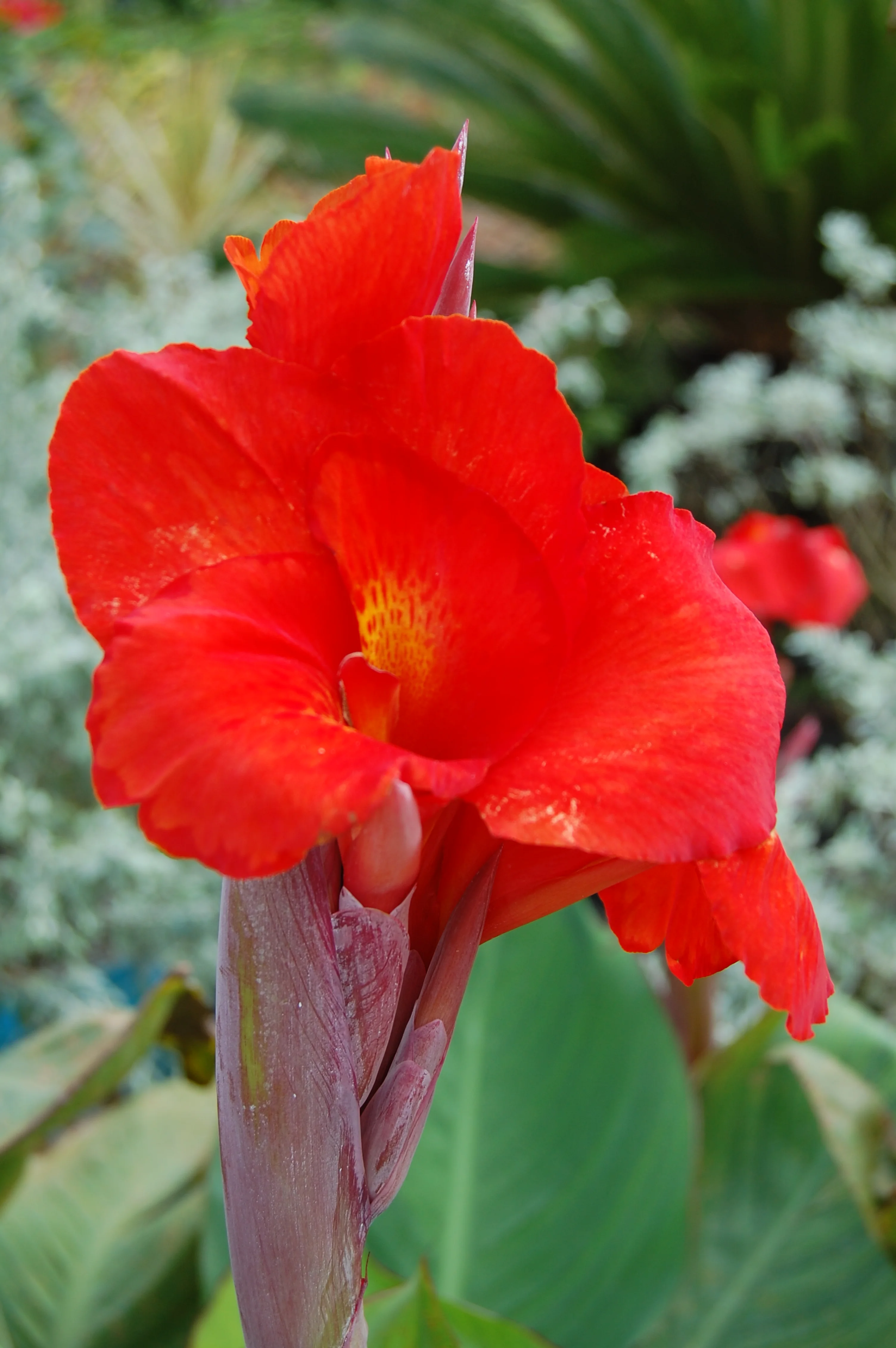 Sosua, Dominican Republic