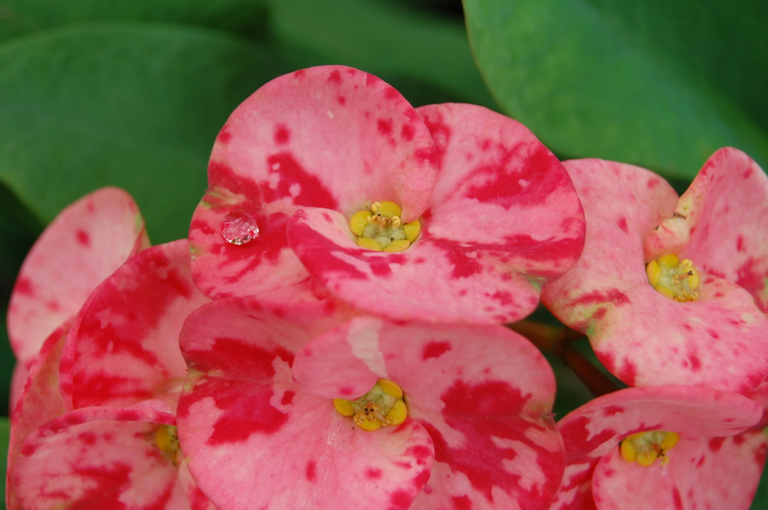 Sosua, Dominican Republic