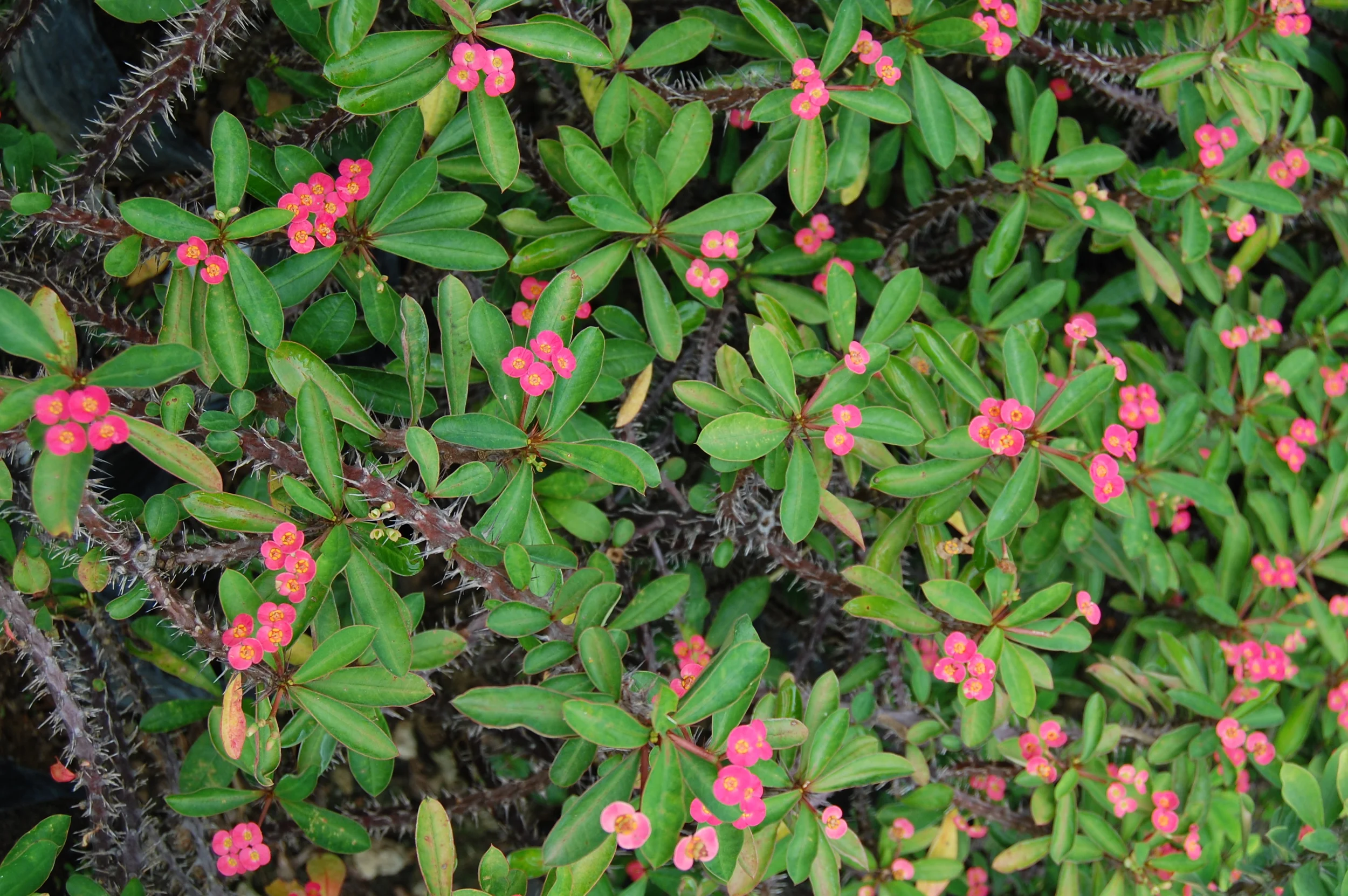 Sosua, Dominican Republic