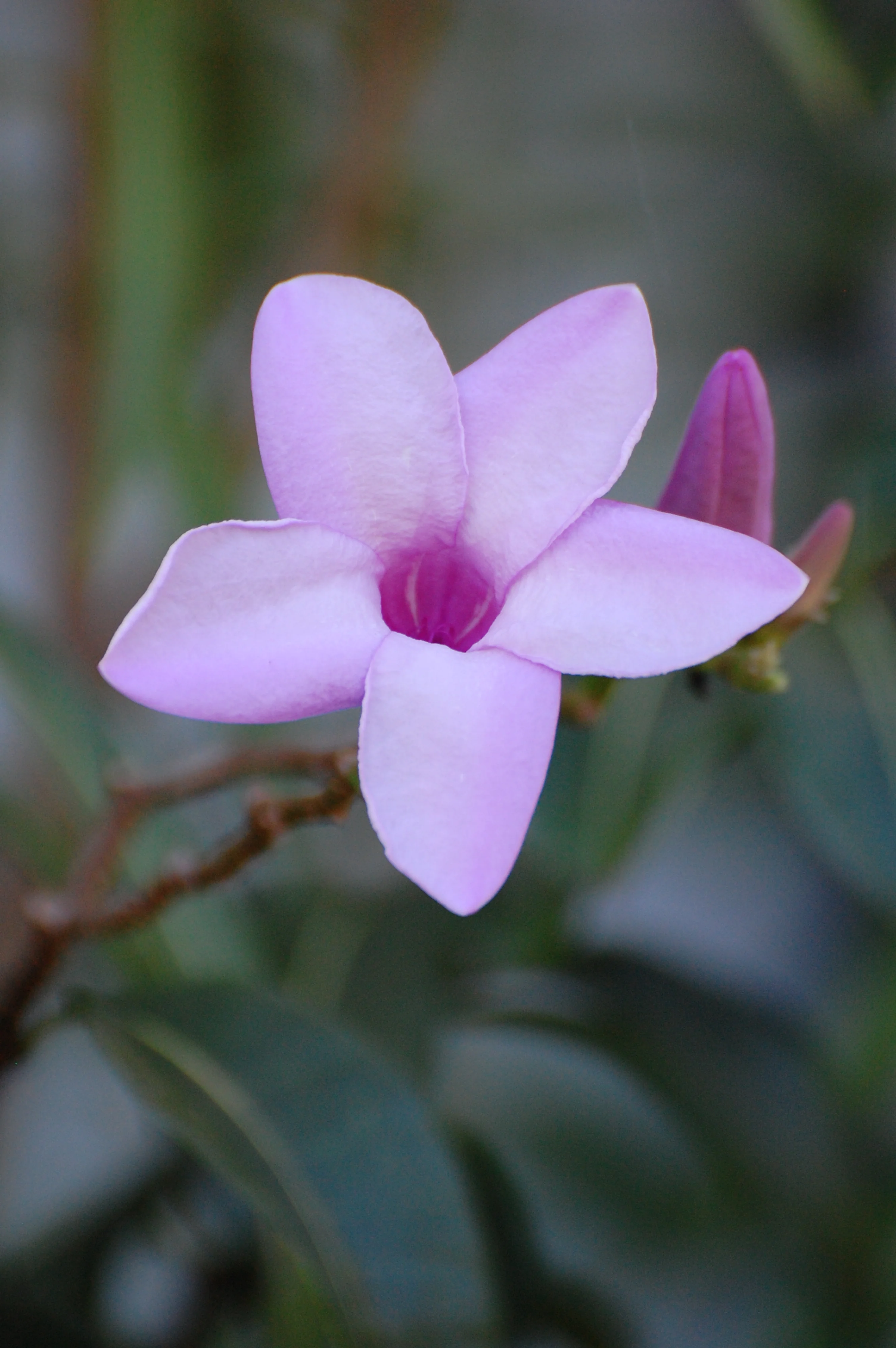 Sosua, Dominican Republic