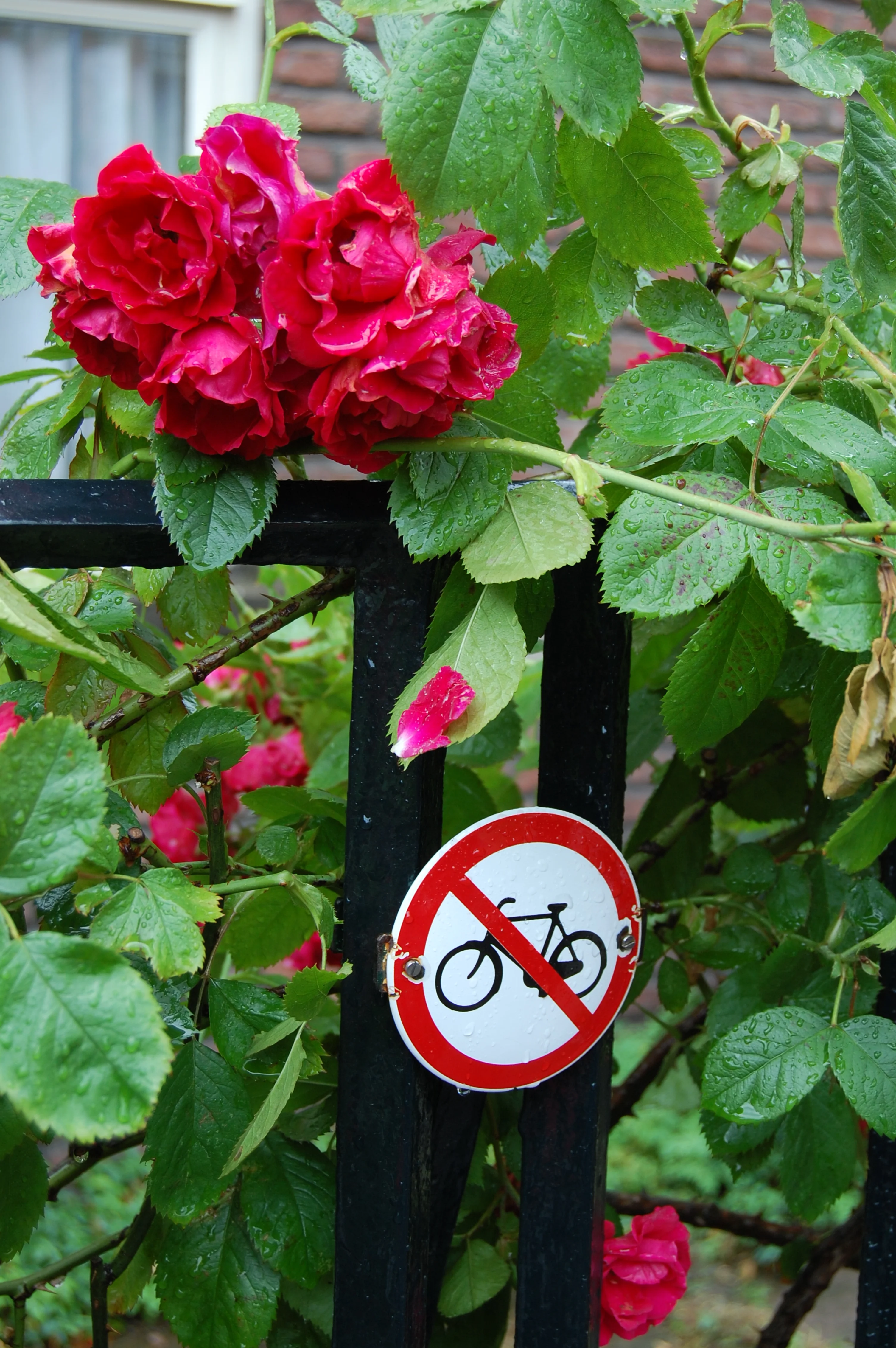 Amstedam, Netherlands