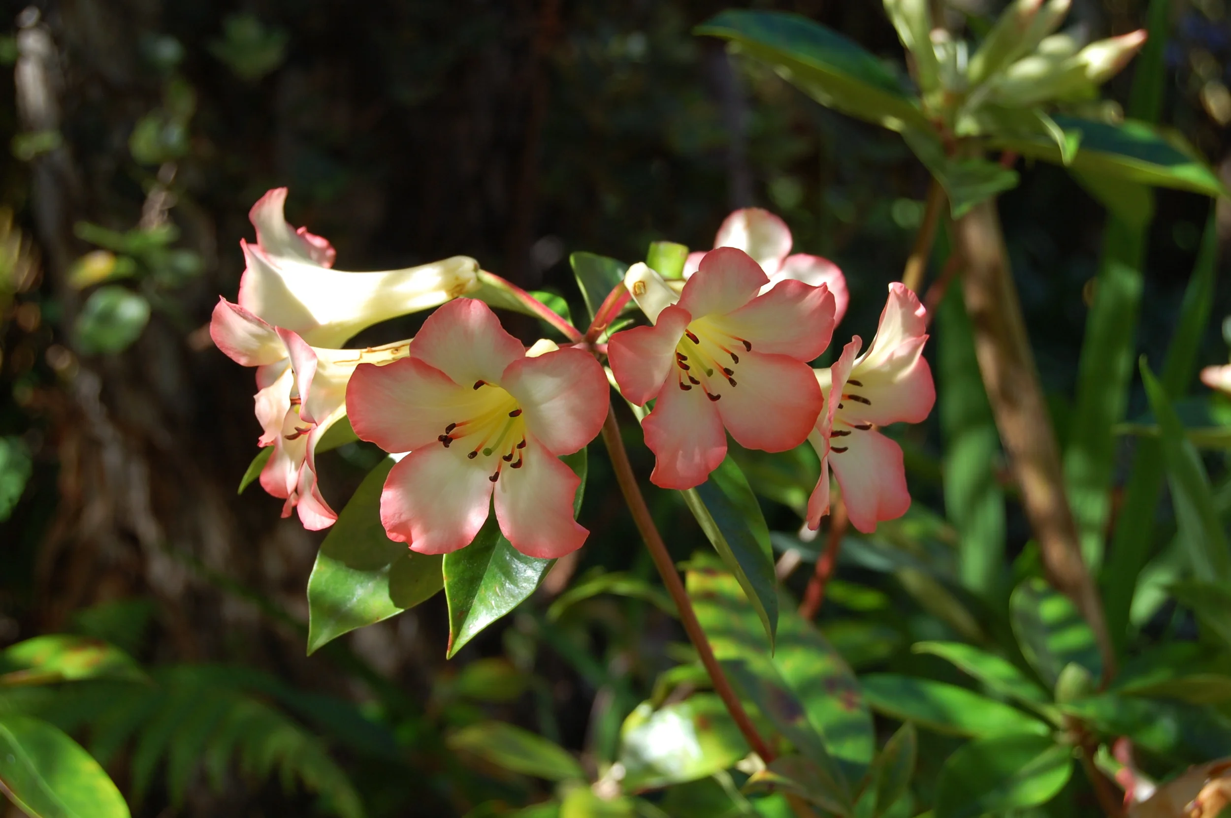 Volcano Village, Island of Hawaii