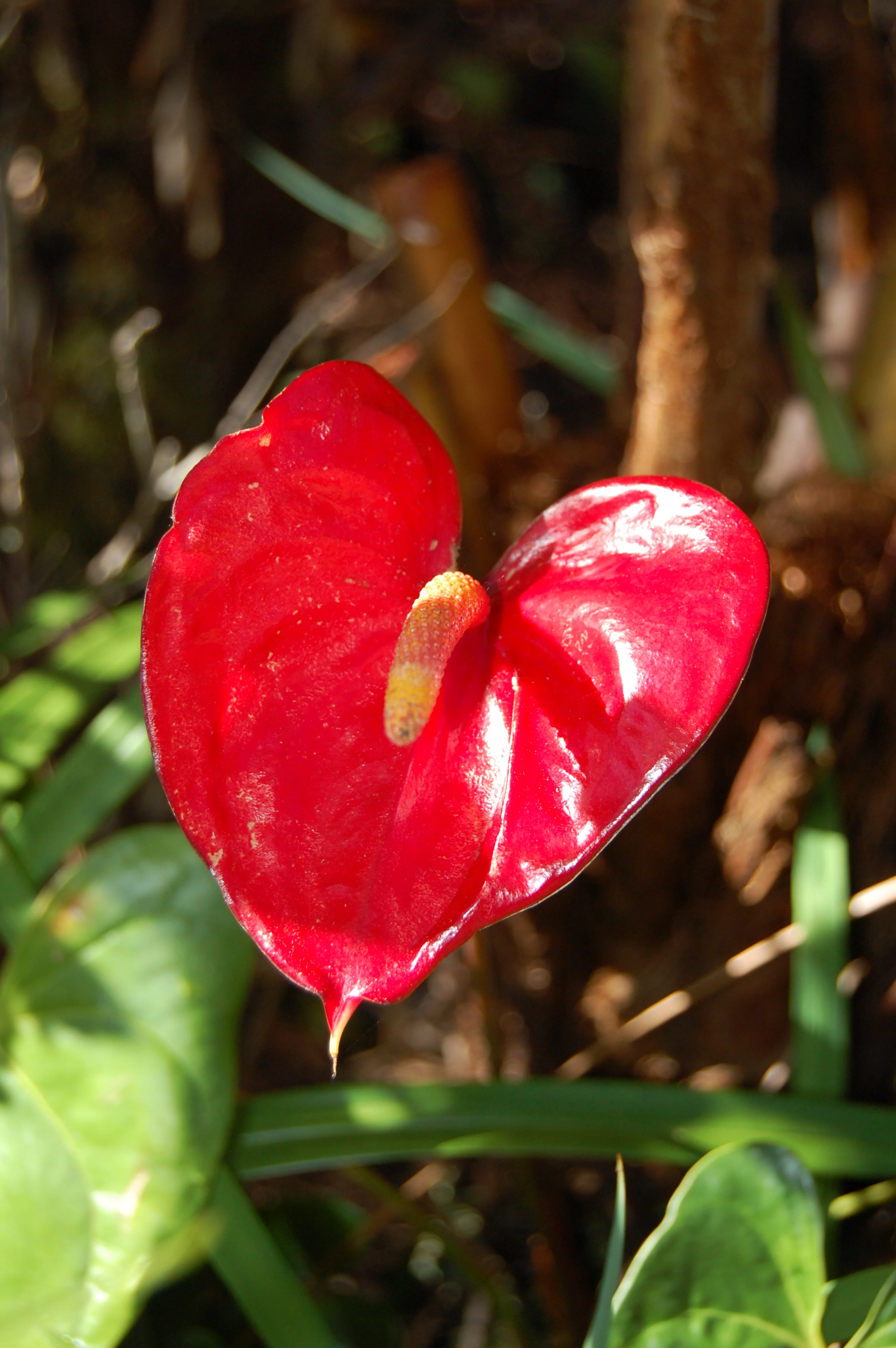 Volcano Village, Island of Hawaii