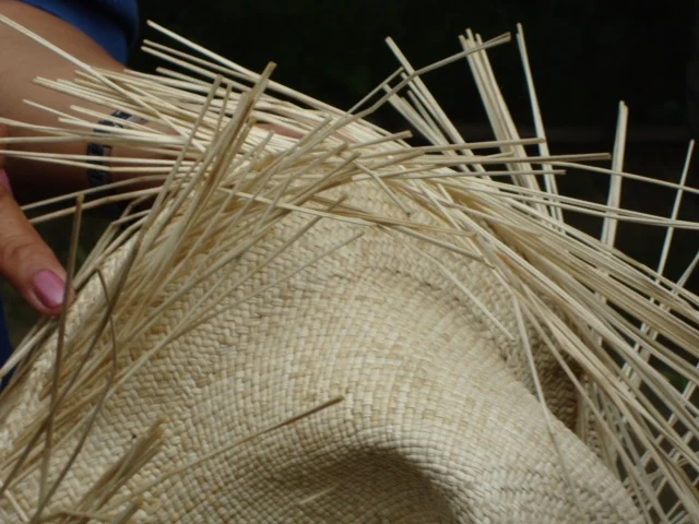  Photo courtesy of Sandra Adey. &nbsp;Taken in Manta, Ecuador. 