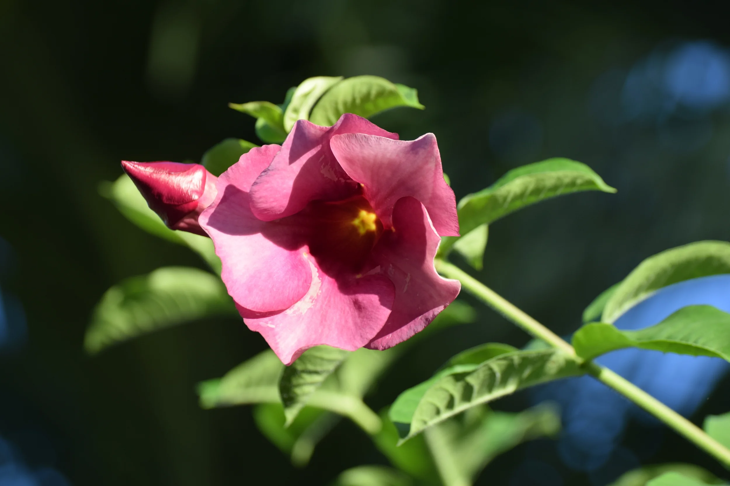 DSC_0131.JPG