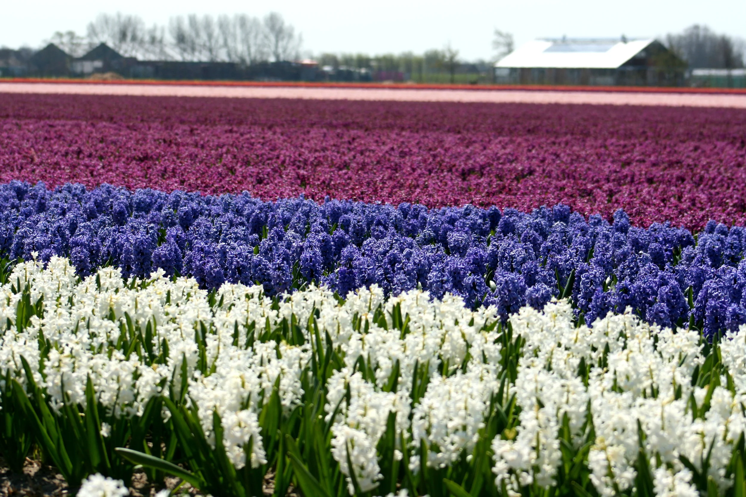 Hyacinth fields near The Hague