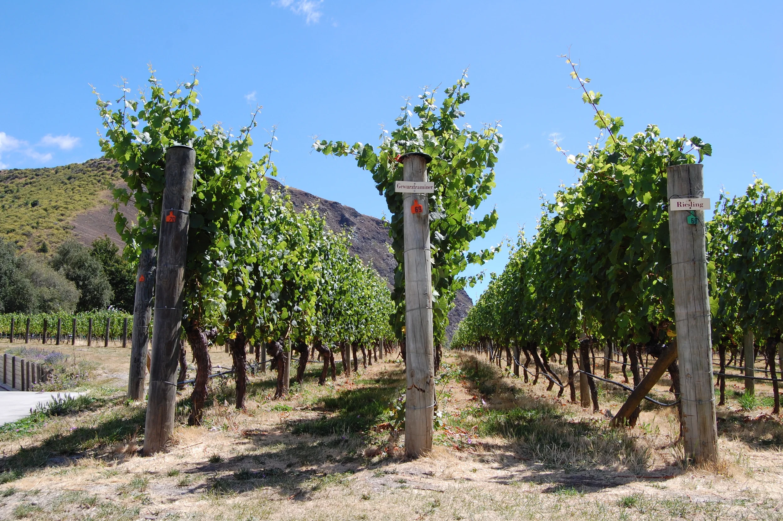 Central Otago, New Zealand