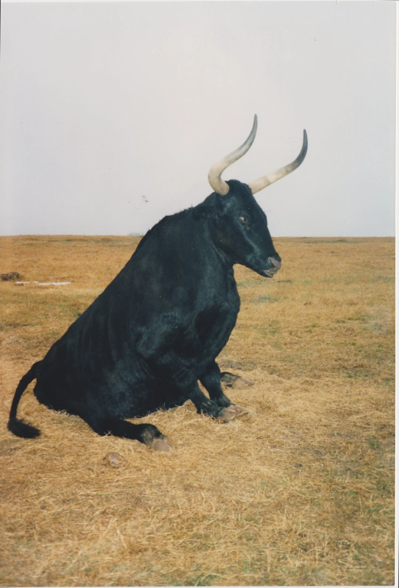 "Michael", bull for Amalgamated Dynamics Inc.