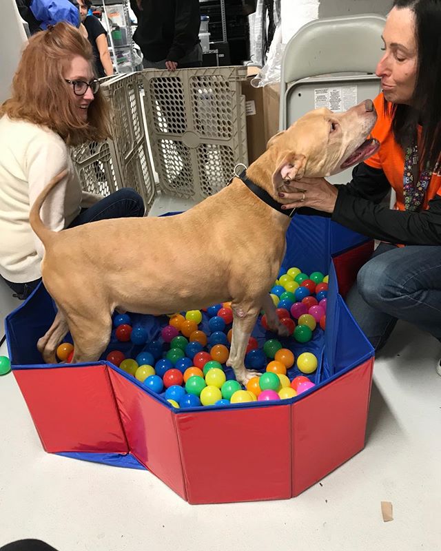 A fun rainy afternoon at the Life Saving Center in NYC with Best Friends Northeast Regional Director, Elizabeth Jensen and volunteer Anne Pechstein. Having a ball! Rocky the Terrier/Mixed is enjoying playtime and would love to meet you. 🐾🐶&hearts;️