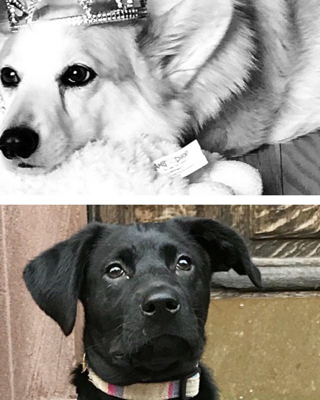 Happy National Pet Day🐾. Welcome to Tony A. Baker the stunning black lab pup and our sweet Henry, the handsome corgi, is who is so kind and playful with him🐶&hearts;️
.
.
.
.
.