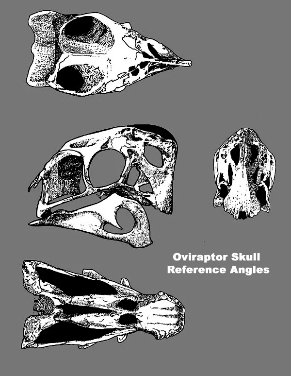 Oviraptor reference.jpg